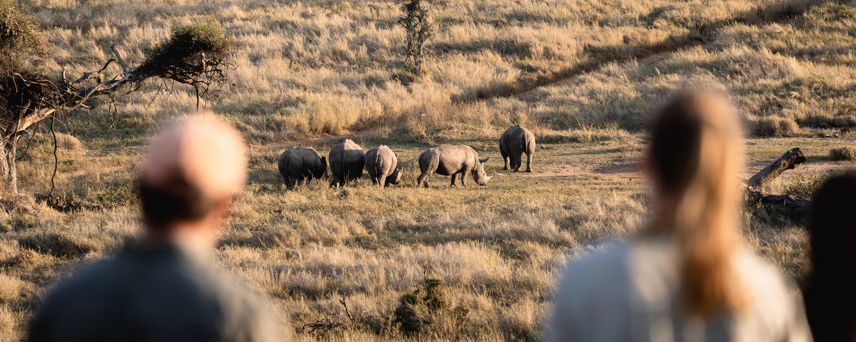 Tourists on walking safari watching white rhinos graze, Kenya
