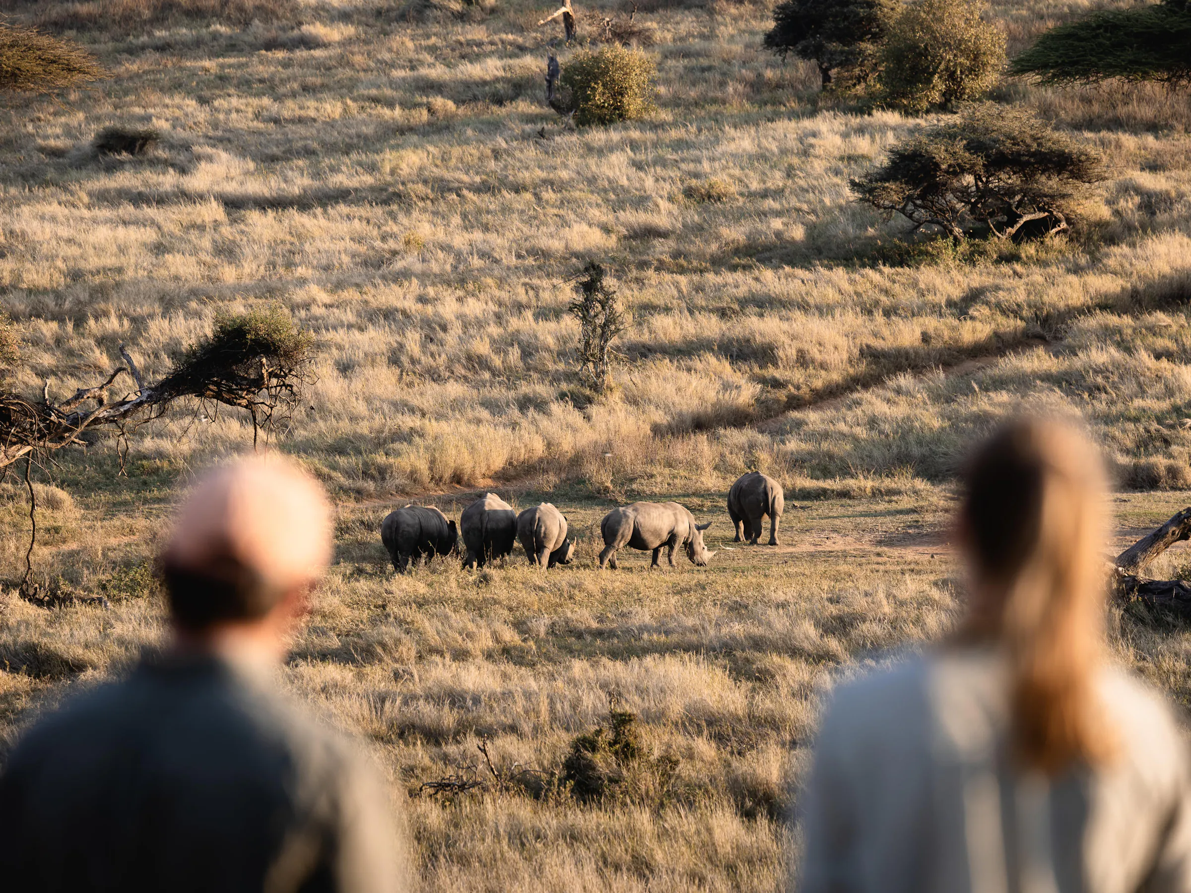 Tourists on walking safari watching white rhinos graze, Kenya