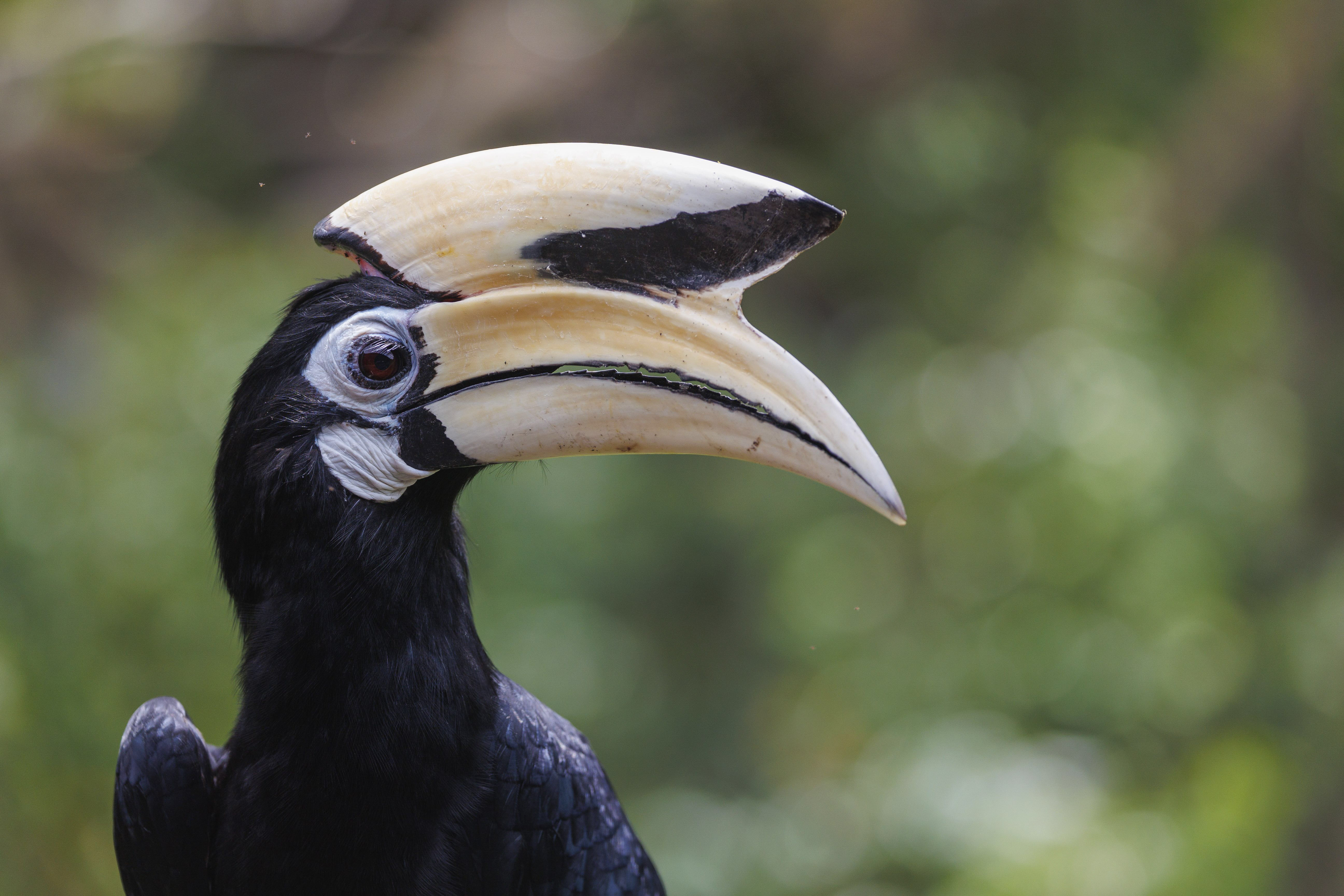 Oriental pied hornbill close-up portrait showing distinctive casque Borneo