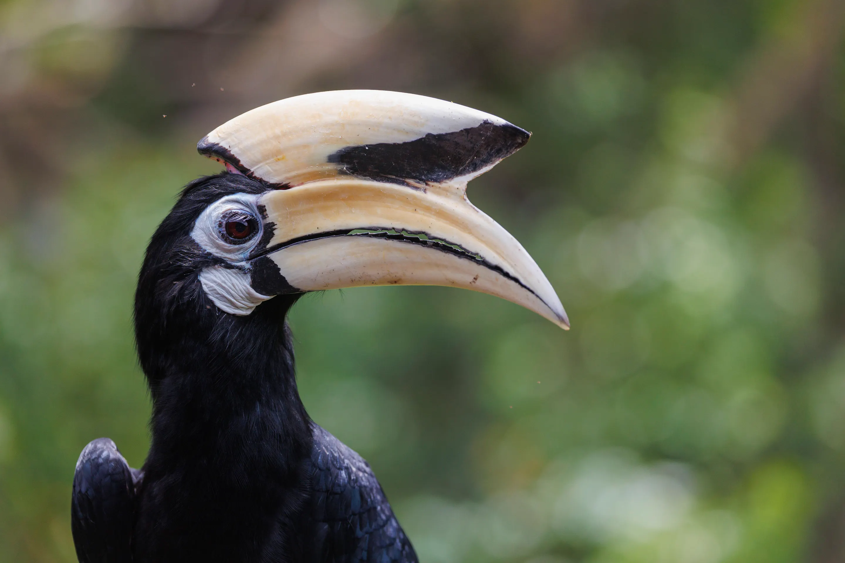 Oriental pied hornbill close-up portrait showing distinctive casque Borneo