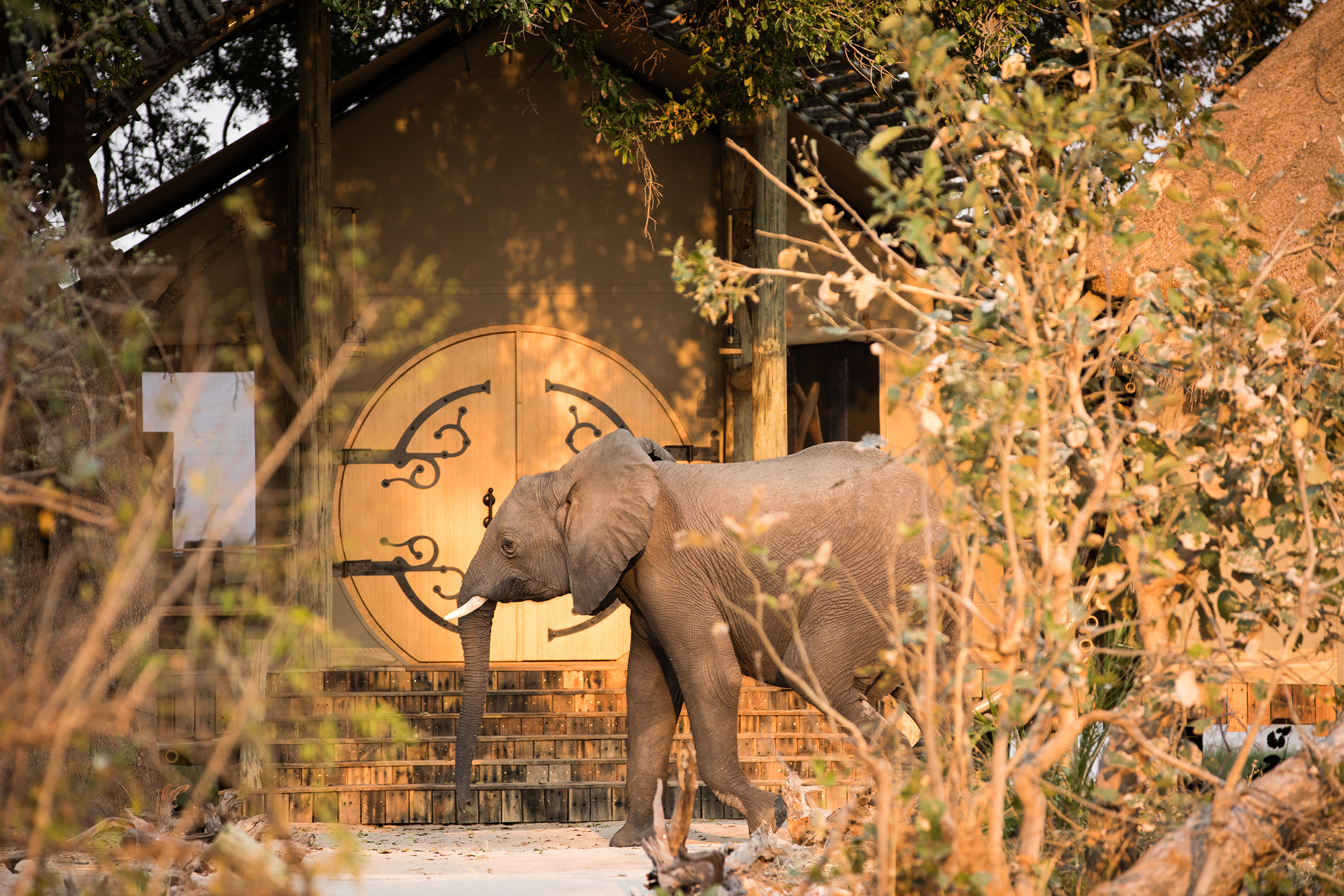 An elephant walks past a round wooden lodge door at a safari camp in the Okavango Delta, Botswana.
