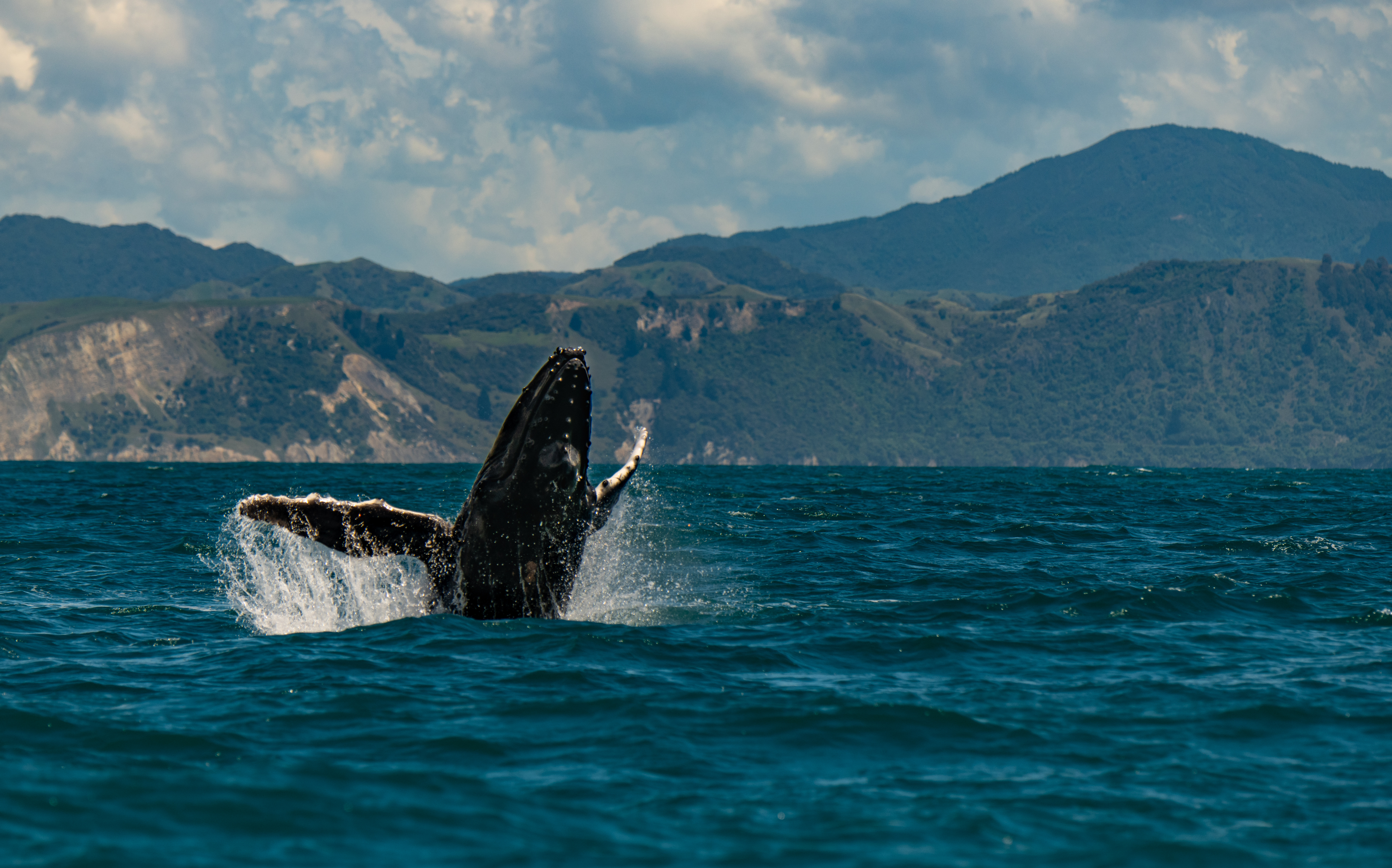Humpback whale breaching off the coast of Kaikōura, New Zealand
