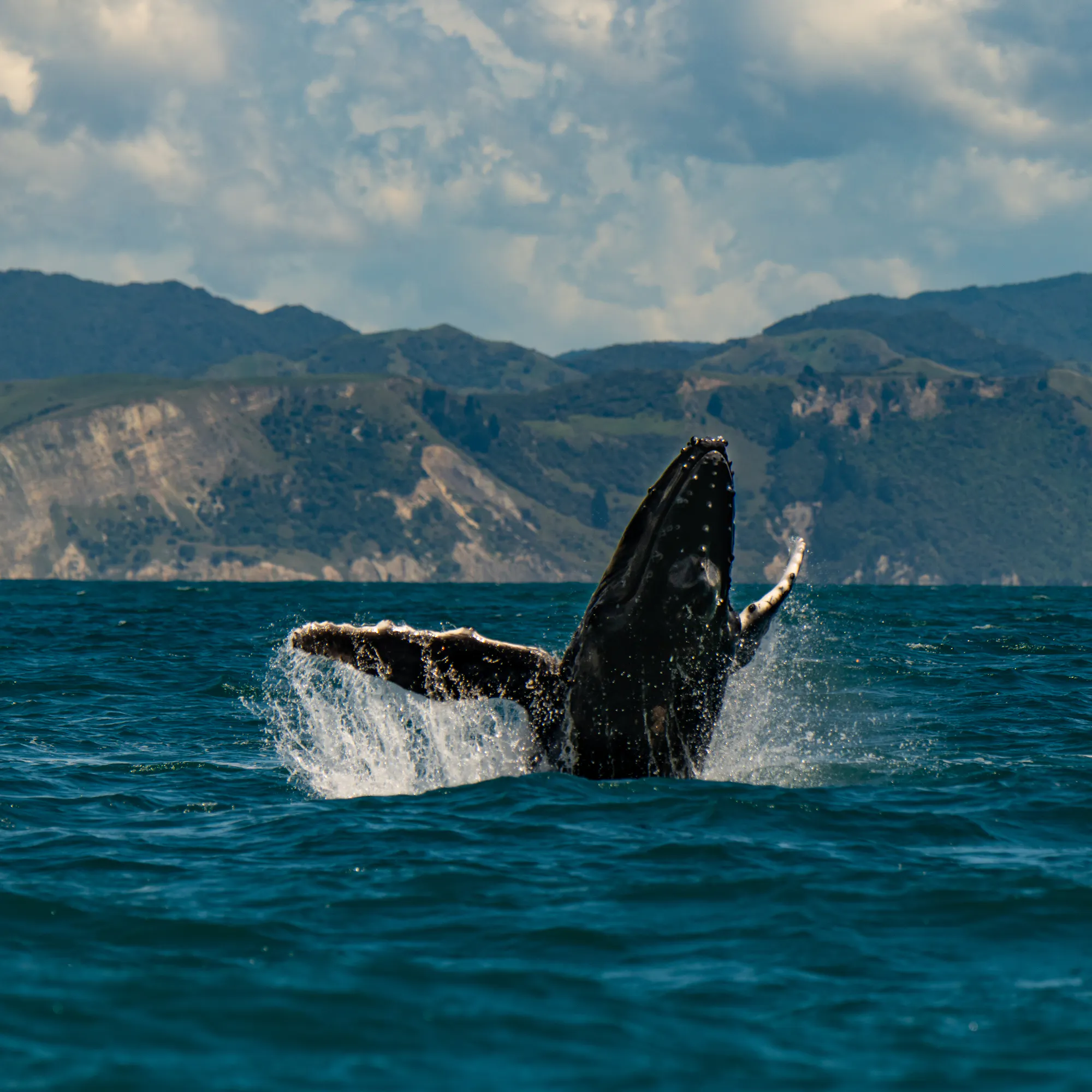 Humpback whale breaching off the coast of Kaikōura, New Zealand