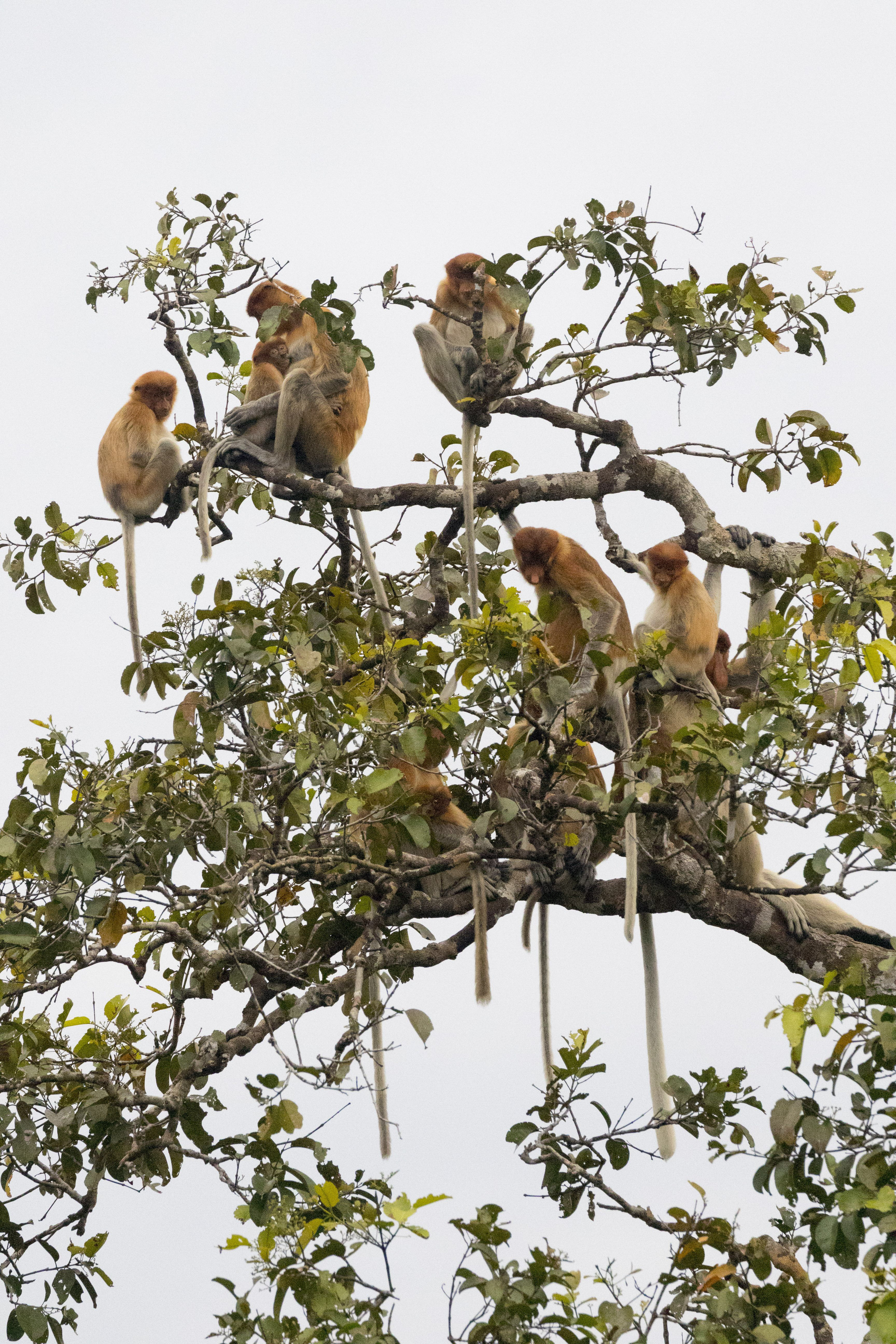Troop of proboscis monkeys perched in Kinabatangan River tree