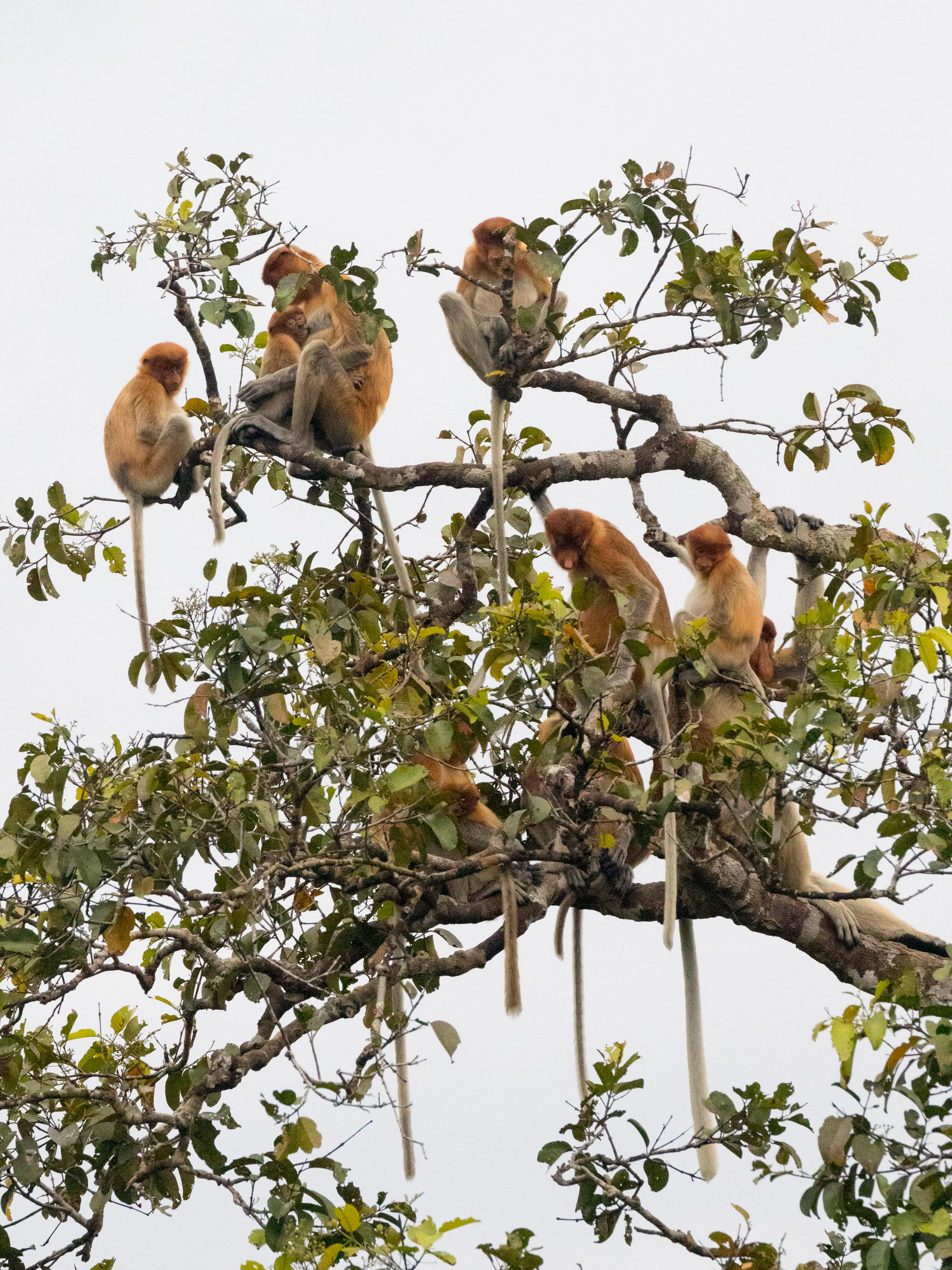 Troop of proboscis monkeys perched in Kinabatangan River tree