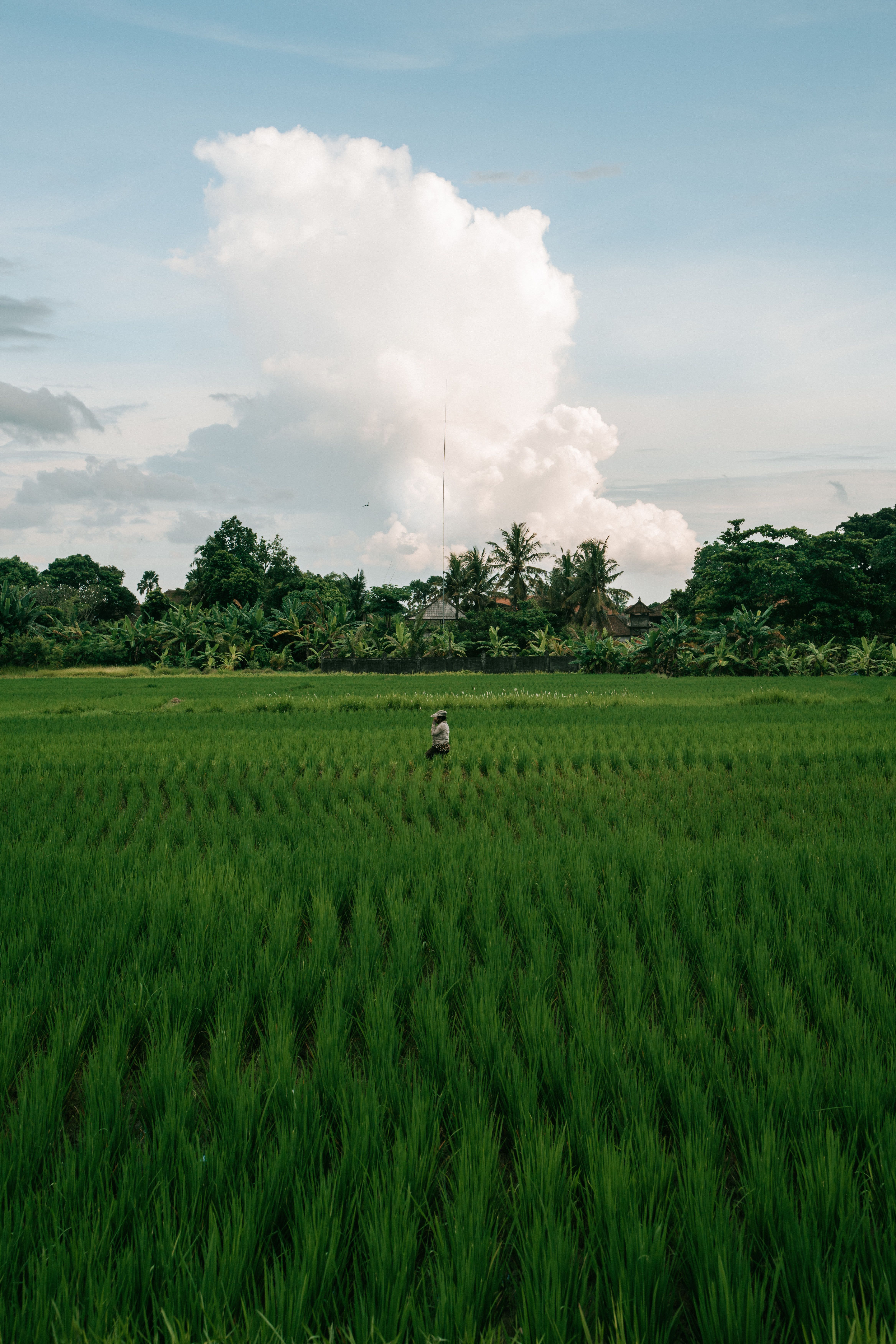 Farmer walking through a lush green rice paddy field in Bali, Indonesia