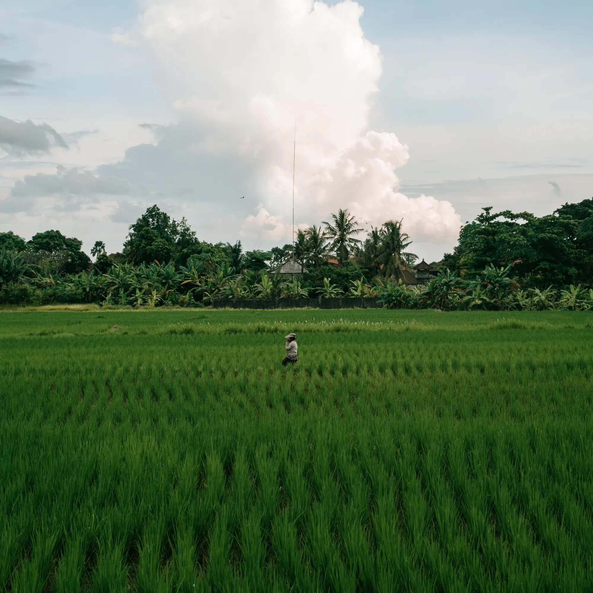 Farmer walking through a lush green rice paddy field in Bali, Indonesia