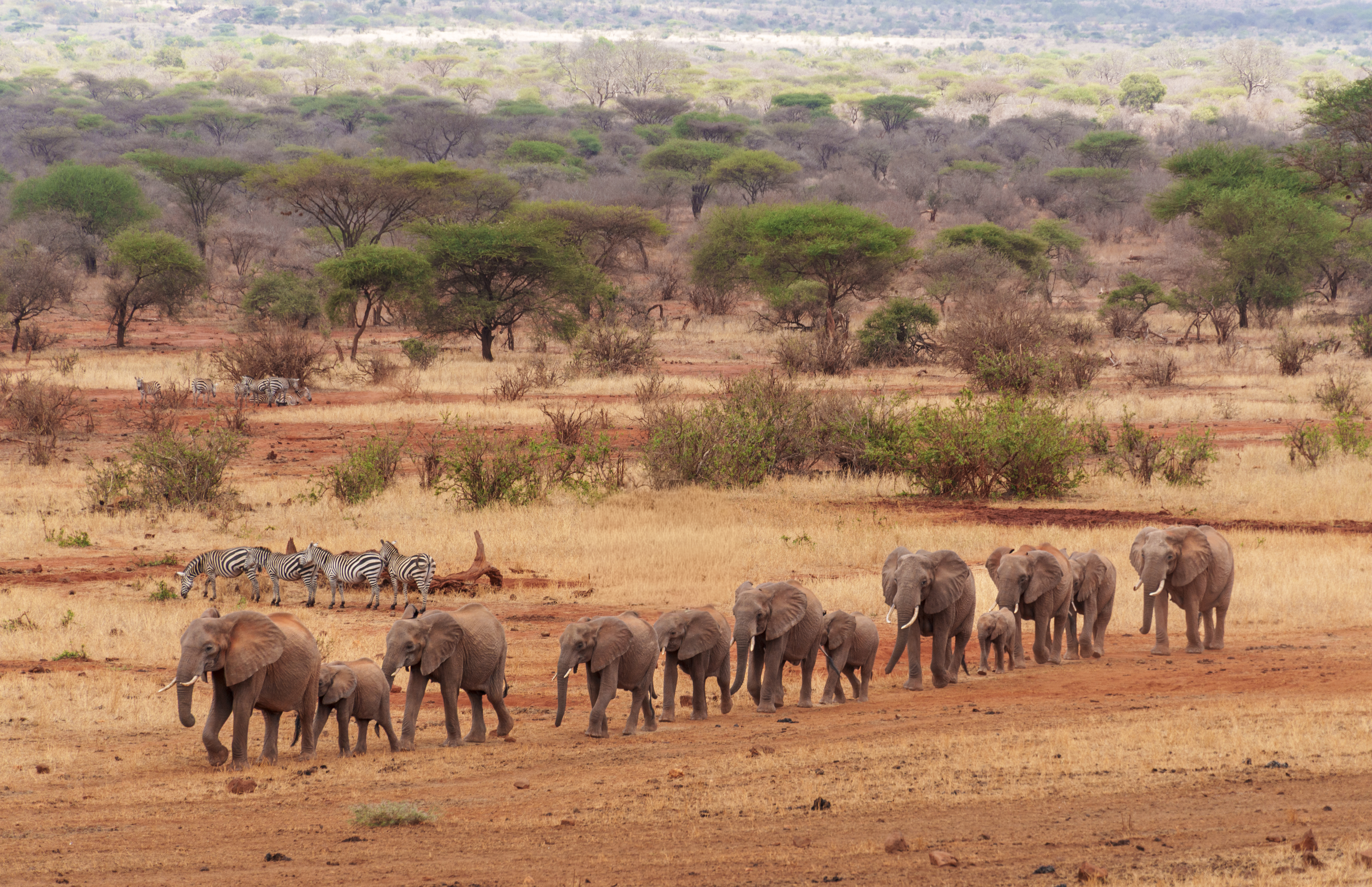 Elephant herd and zebras crossing red soil plains, Tsavo East Kenya