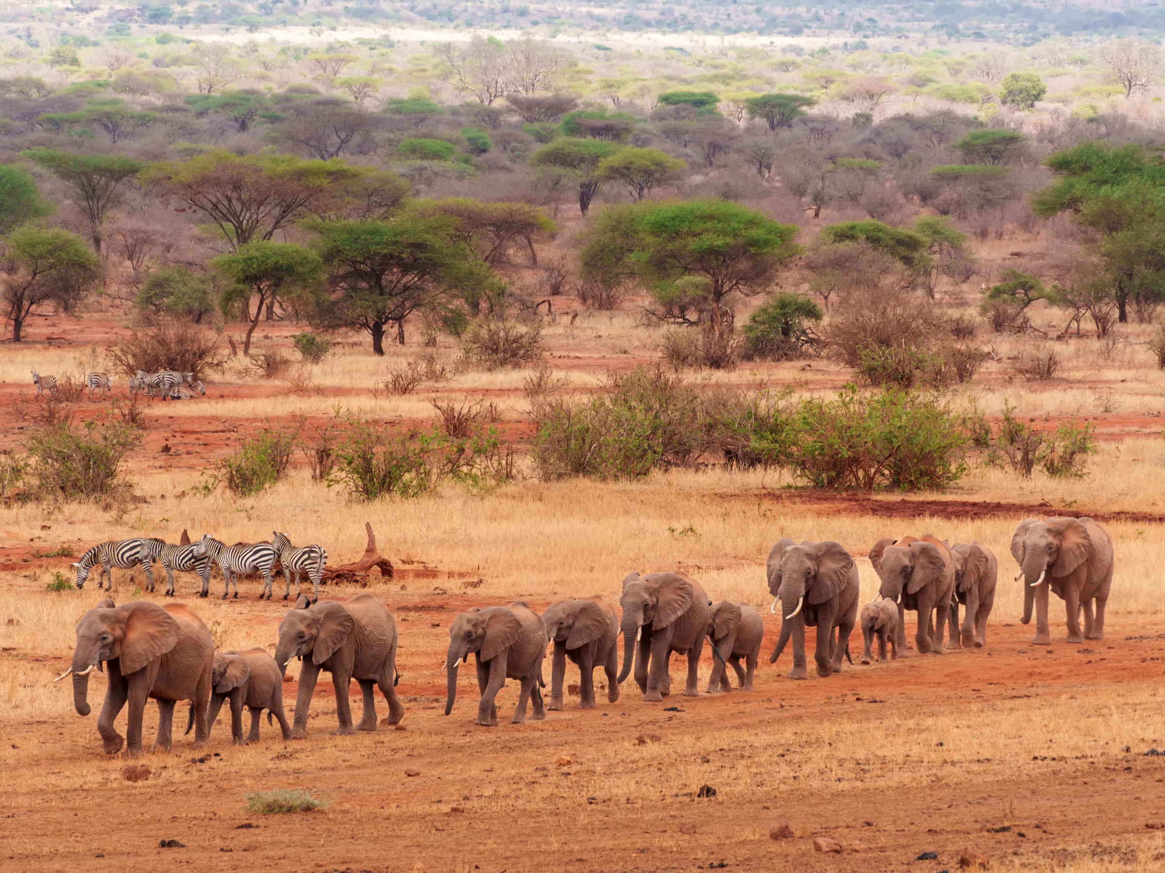 Elephant herd and zebras crossing red soil plains, Tsavo East Kenya