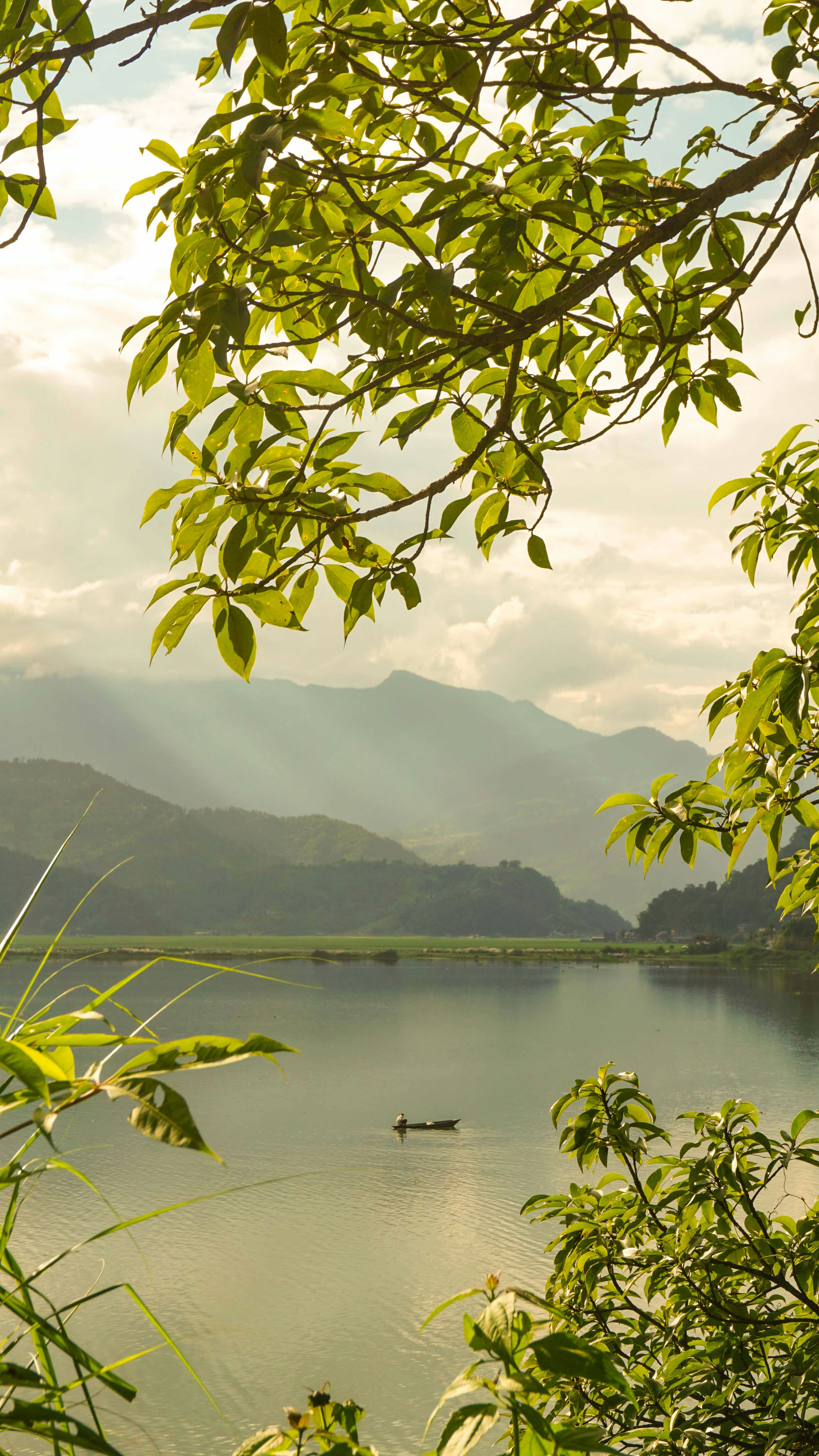 Lone fisherman on calm Phewa Lake framed by trees, Pokhara Nepal
