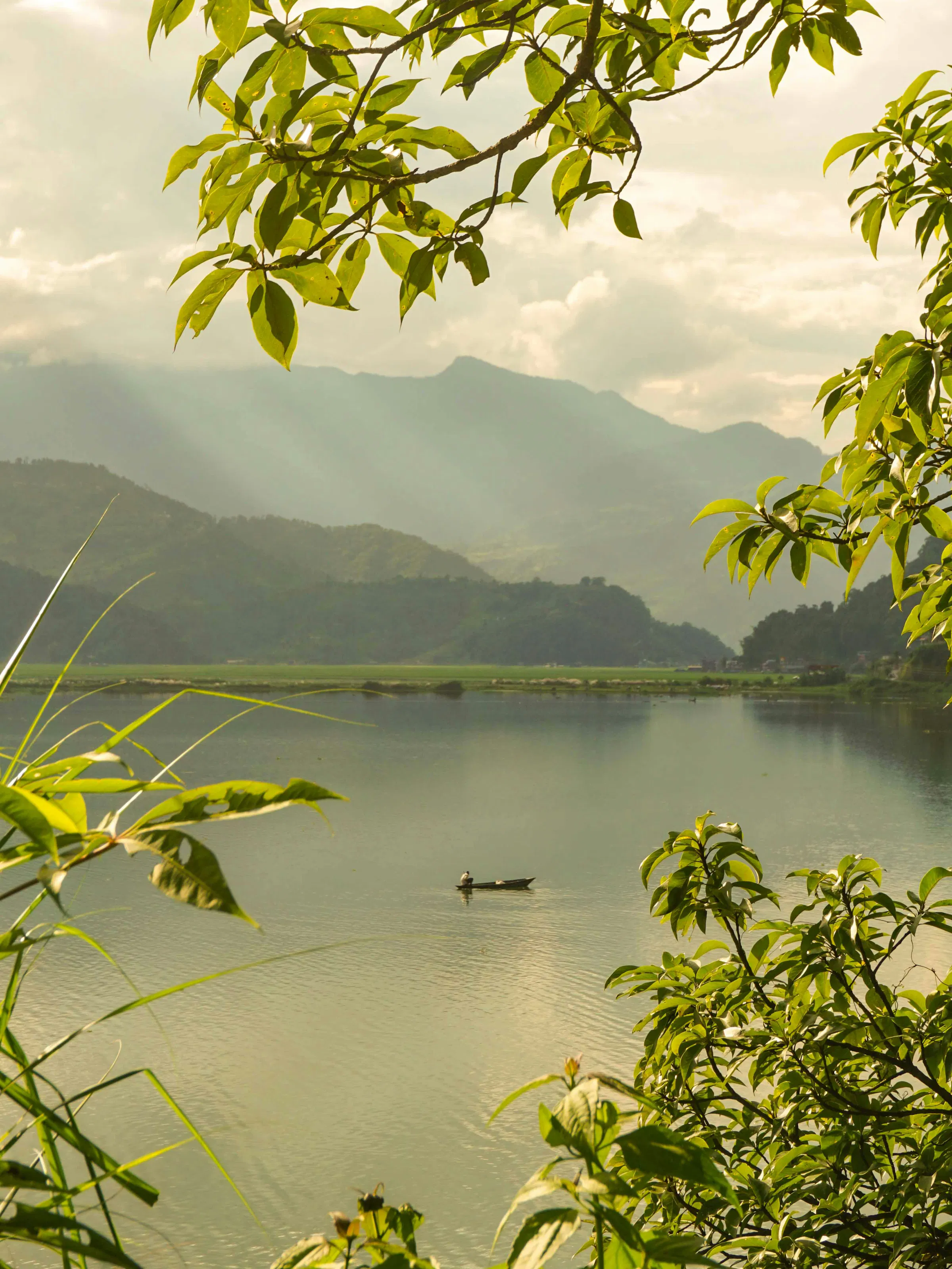 Lone fisherman on calm Phewa Lake framed by trees, Pokhara Nepal