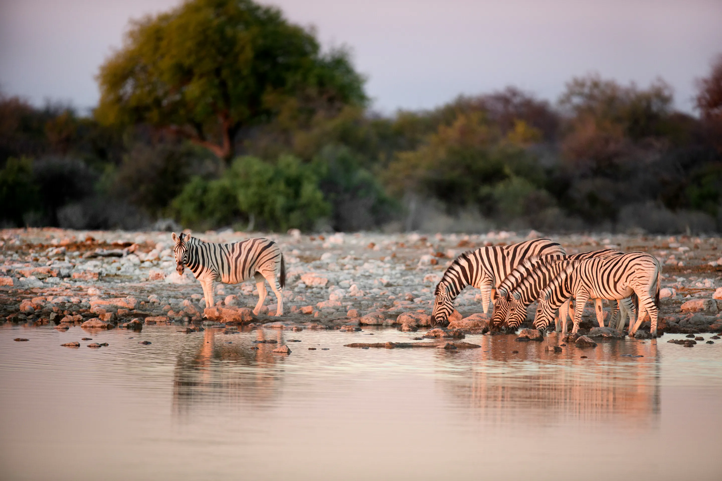Herd of zebras drinking at a waterhole in Etosha National Park, Namibia