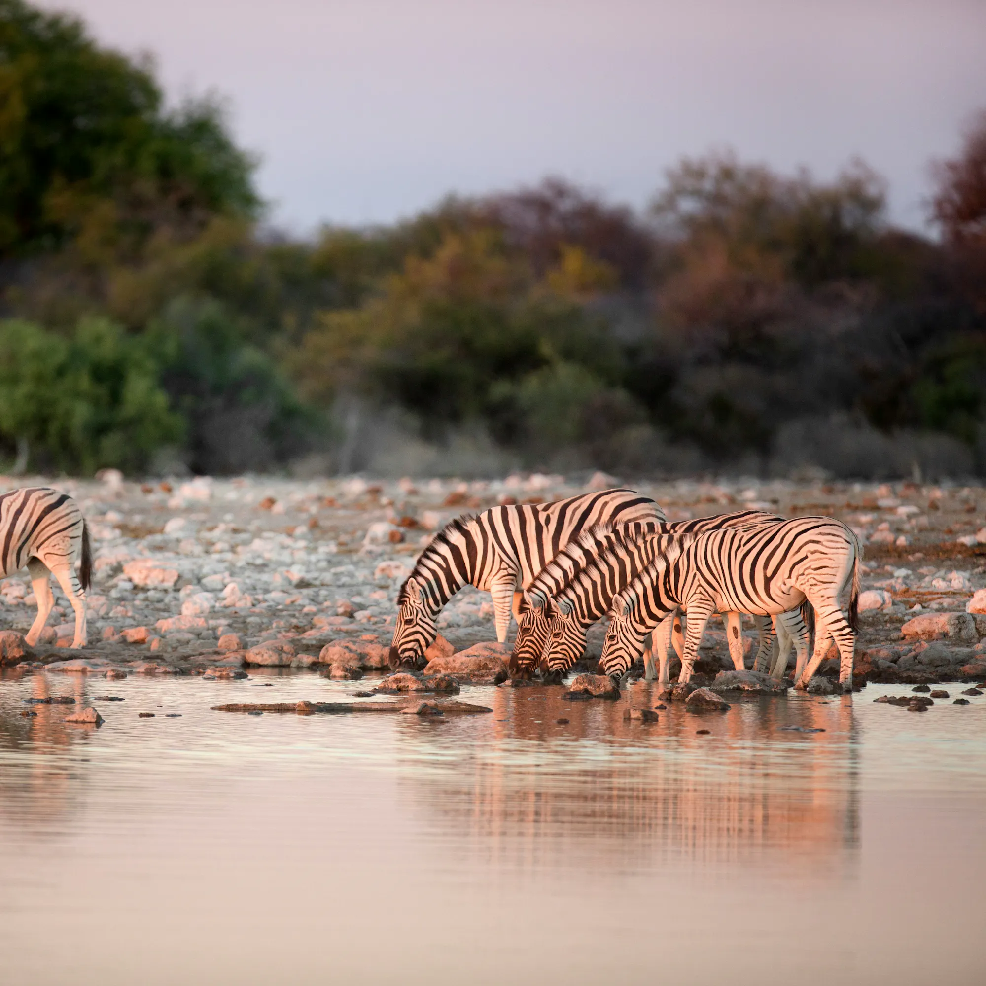 Herd of zebras drinking at a waterhole in Etosha National Park, Namibia