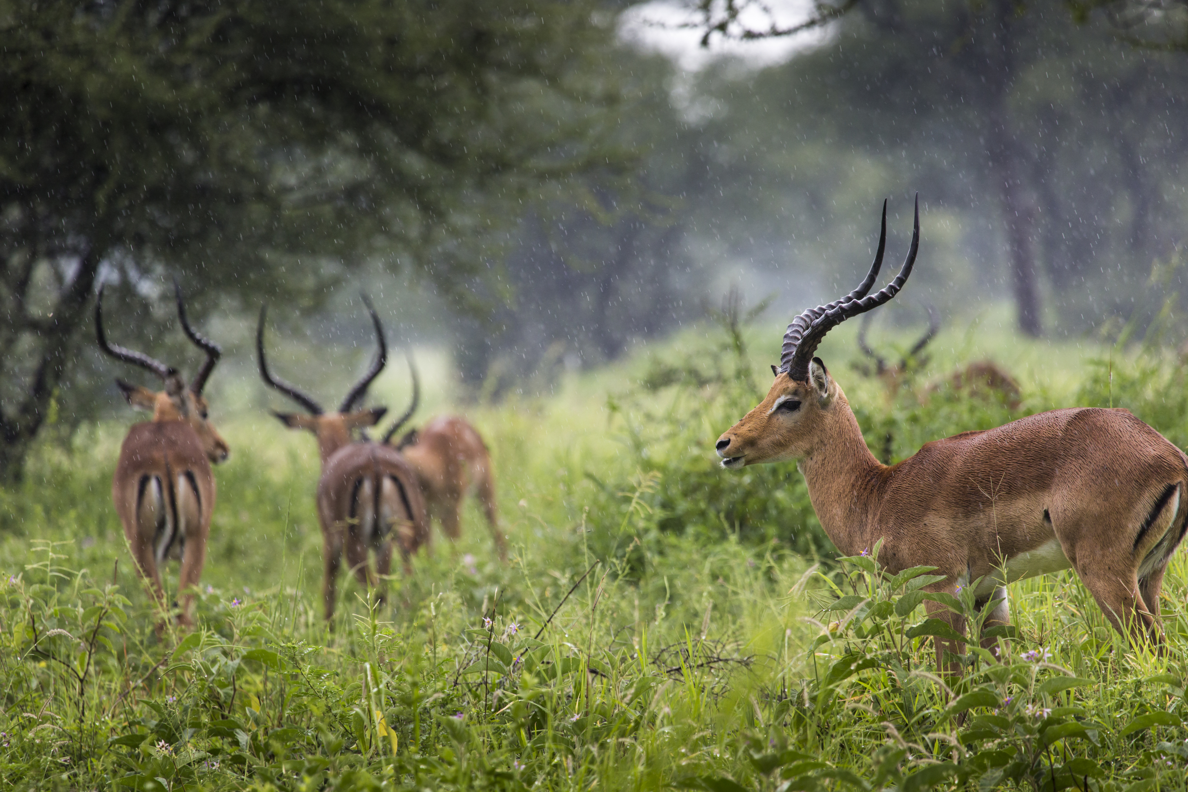 Male impalas with curved horns grazing in the rain in Katavi National Park, Tanzania