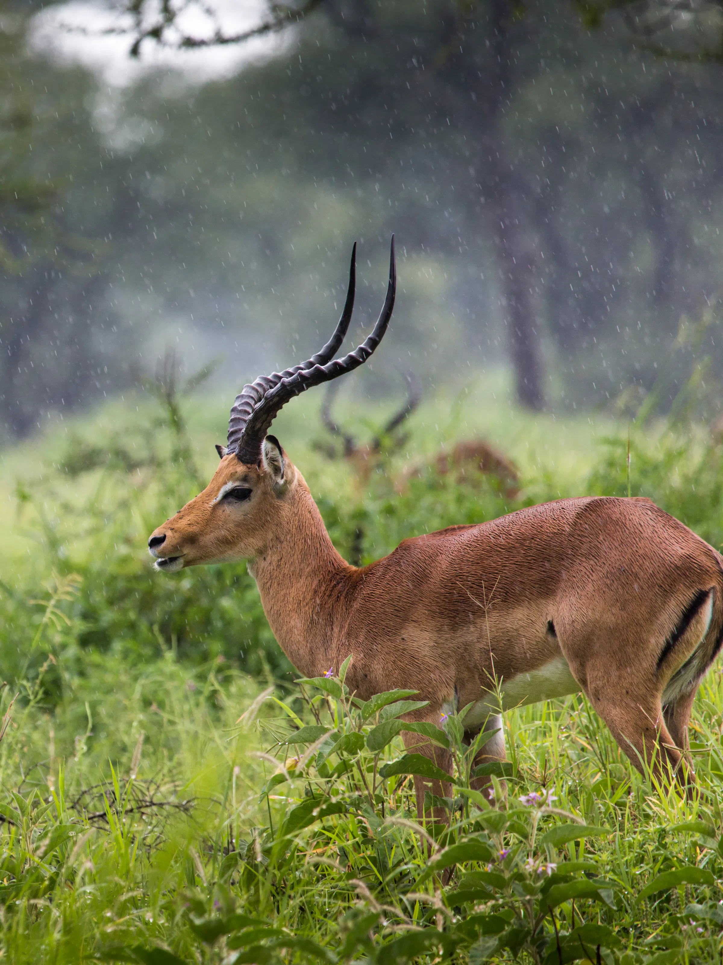 Male impalas with curved horns grazing in the rain in Katavi National Park, Tanzania