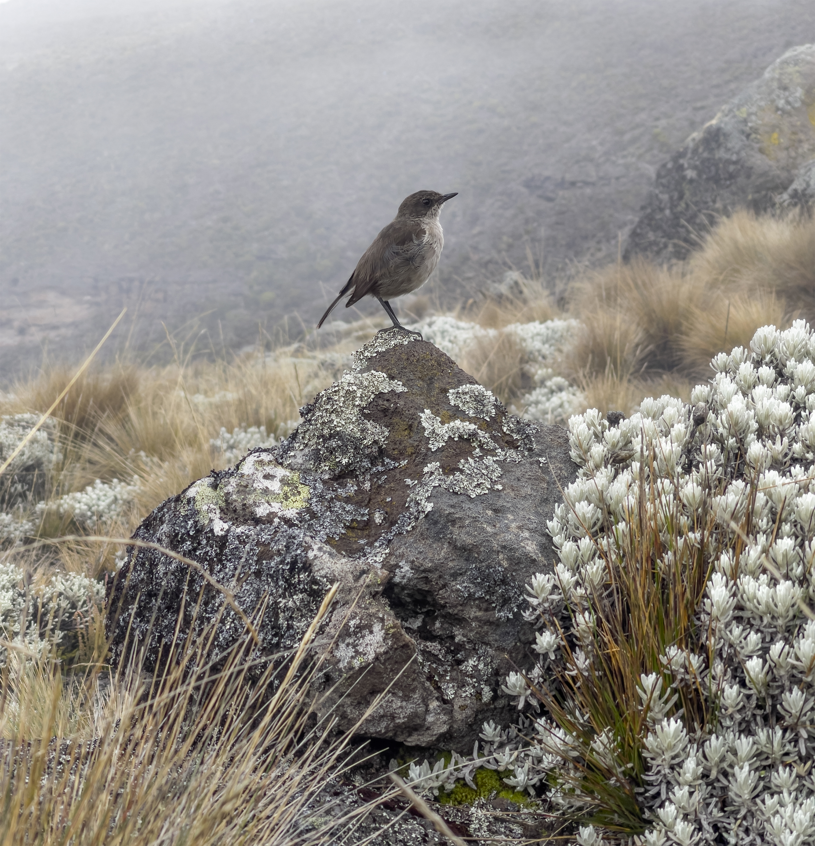 Alpine chat bird on lichen rock amid everlasting flowers, Kilimanjaro