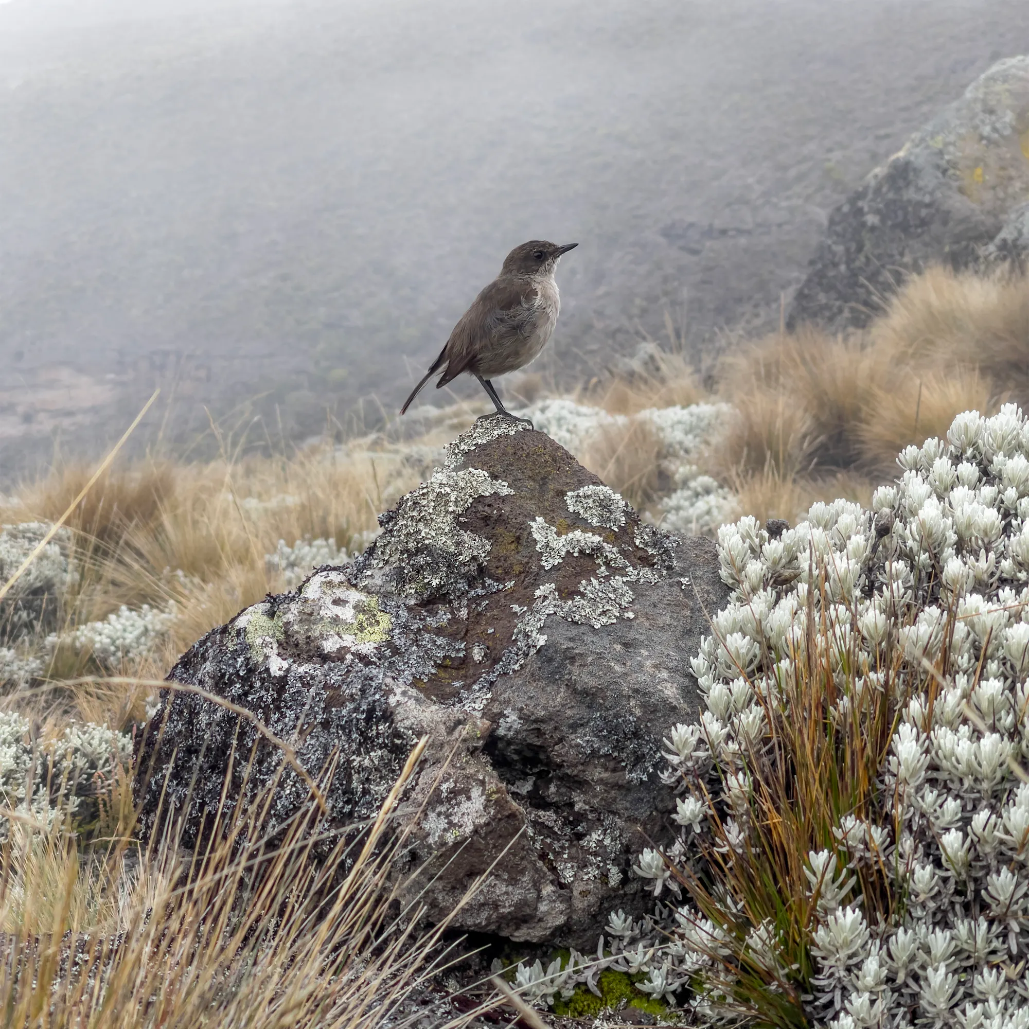 Alpine chat bird on lichen rock amid everlasting flowers, Kilimanjaro
