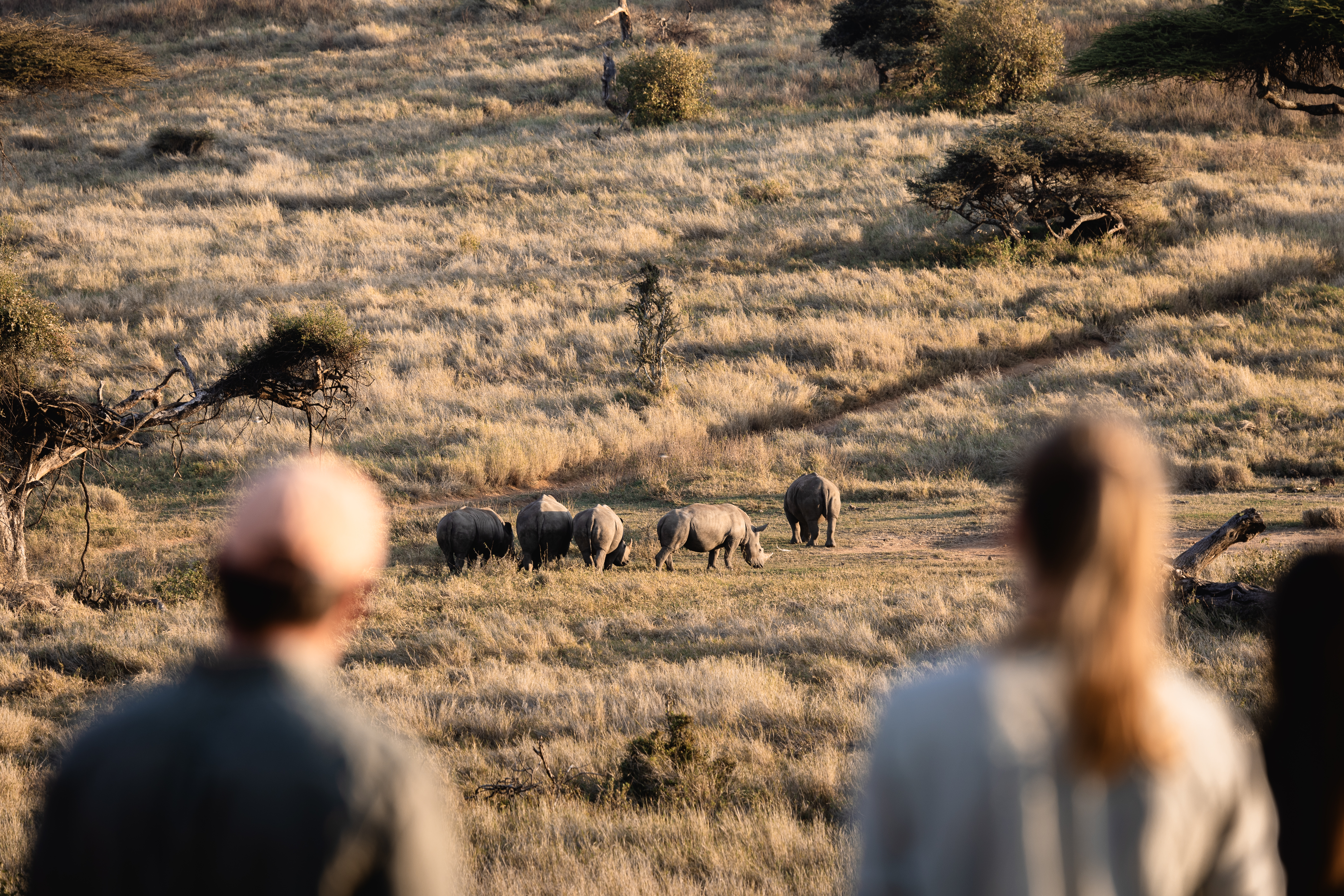 Guests on a walking safari observing white rhinos at Lewa Wilderness, Laikipia, Kenya
