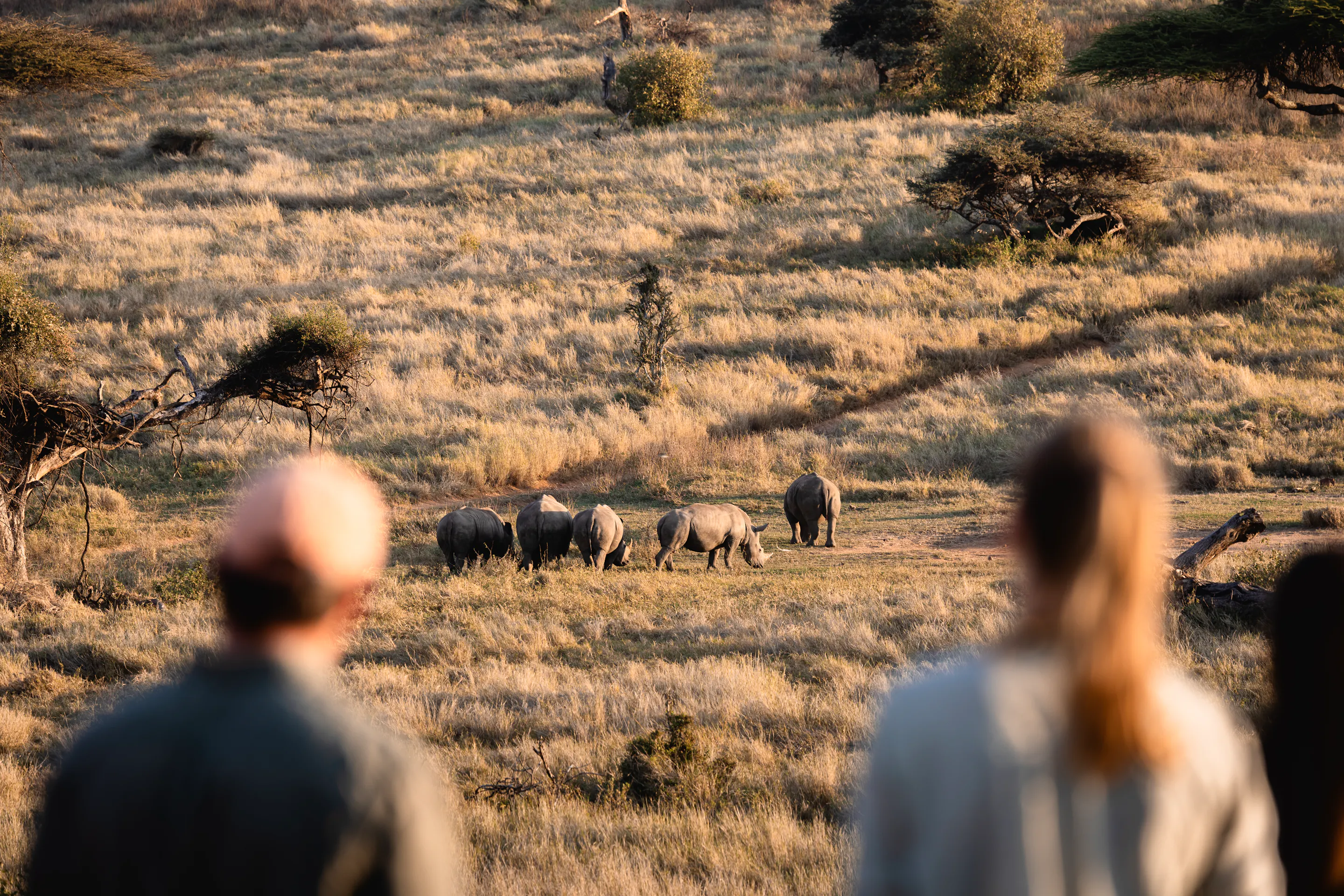 Guests on a walking safari observing white rhinos at Lewa Wilderness, Laikipia, Kenya