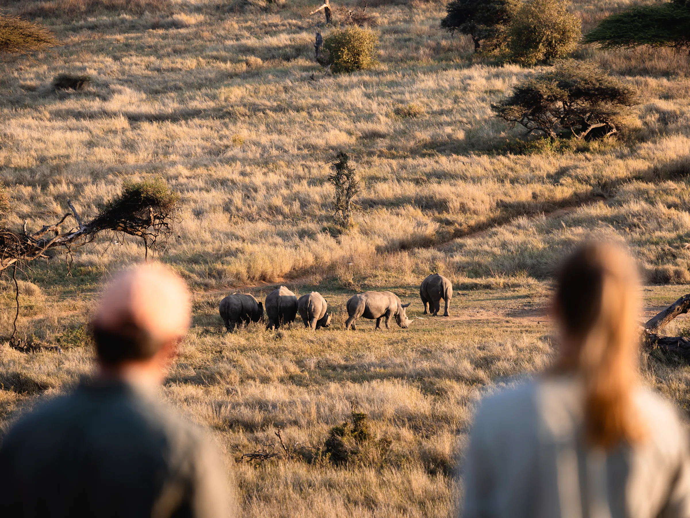 Guests on a walking safari observing white rhinos at Lewa Wilderness, Laikipia, Kenya