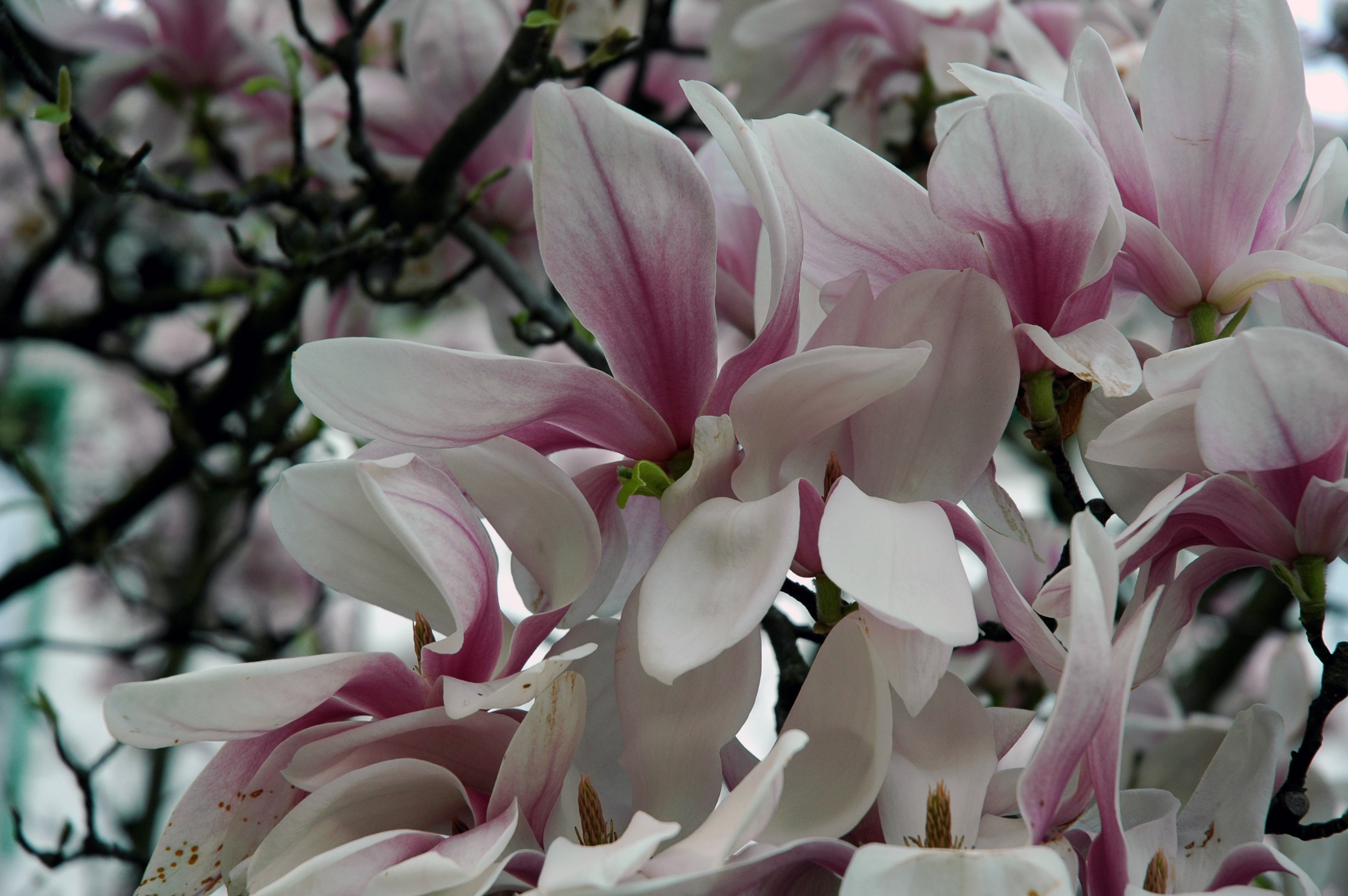 Magnolien