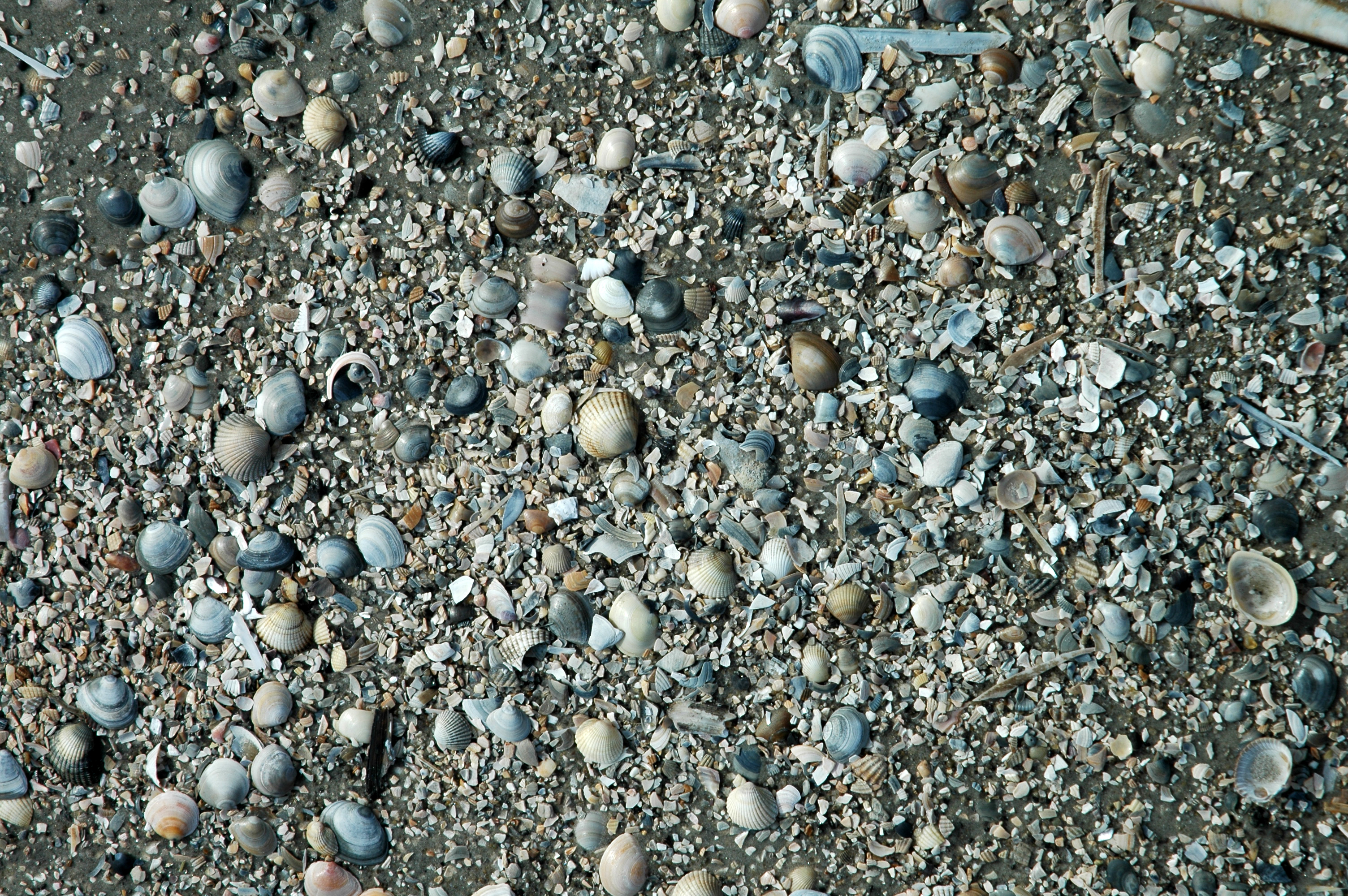 Muschelmeer