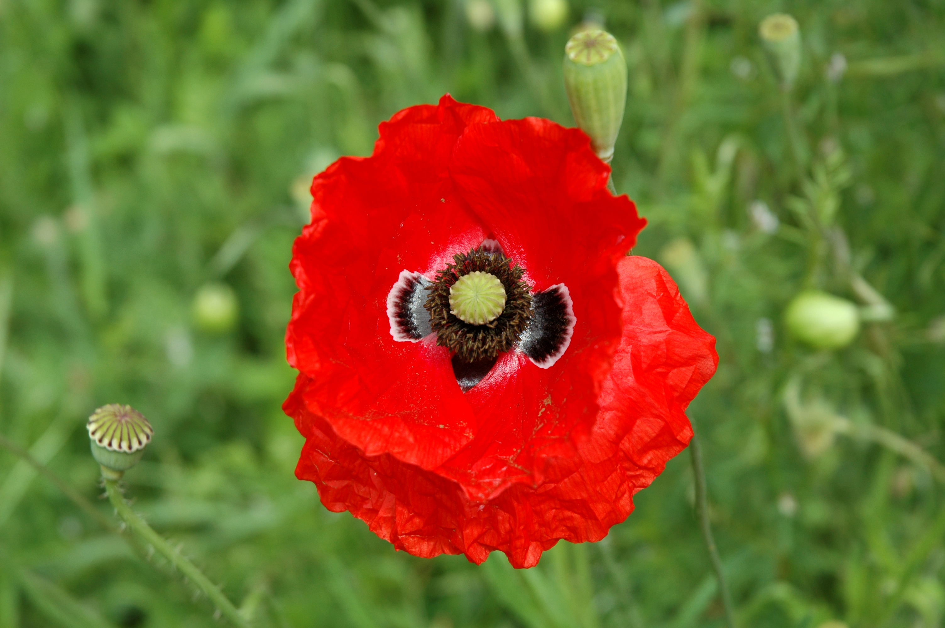 Mohn