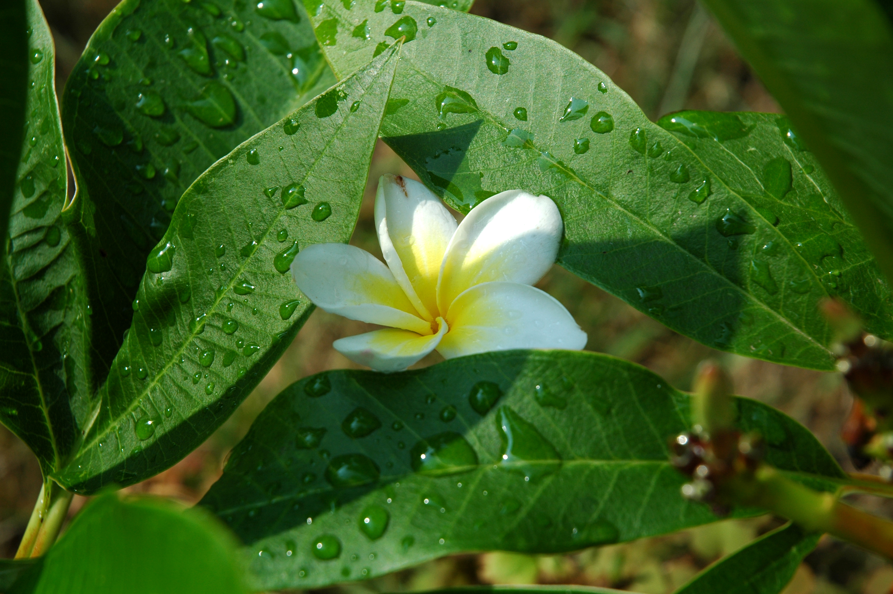 Frangipani