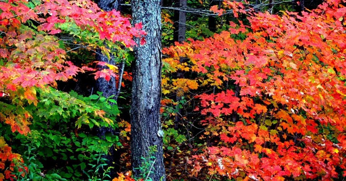 Colorful, leafy trees during fall