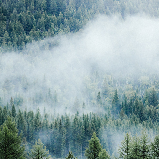 pine trees and clouds