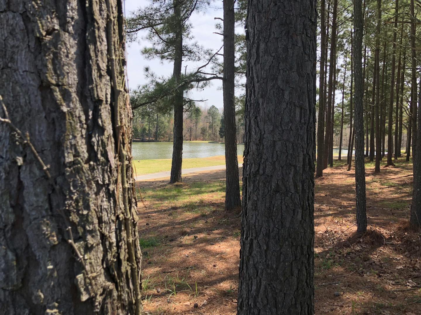 A pond at Falls Village as seen through a group of trees.