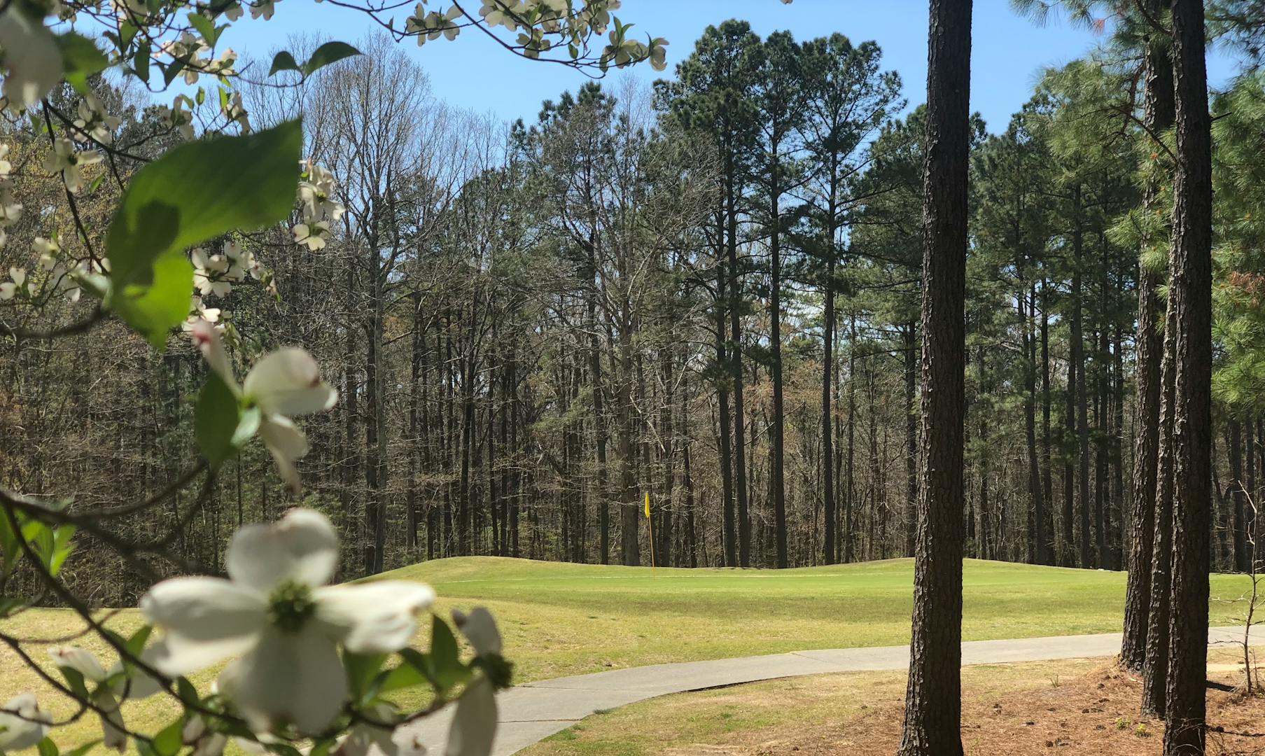 A green at Falls Village Golf Club with a flowering tree in the foreground.
