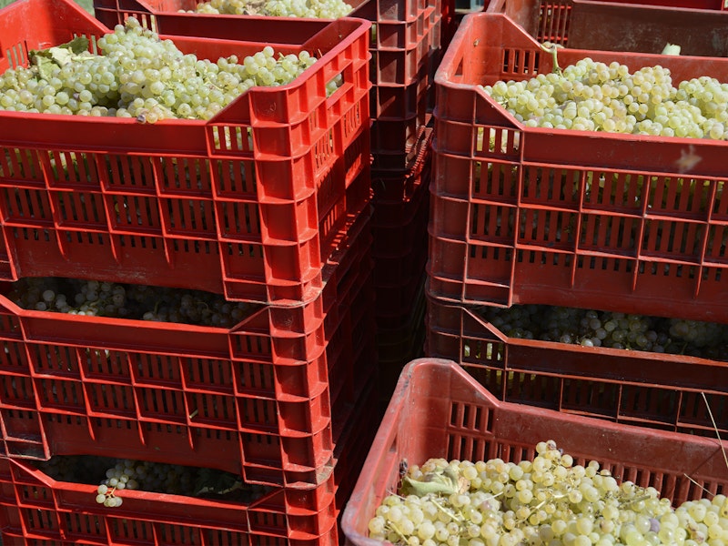 Plastic, red boxes full of recently harvested green grapes