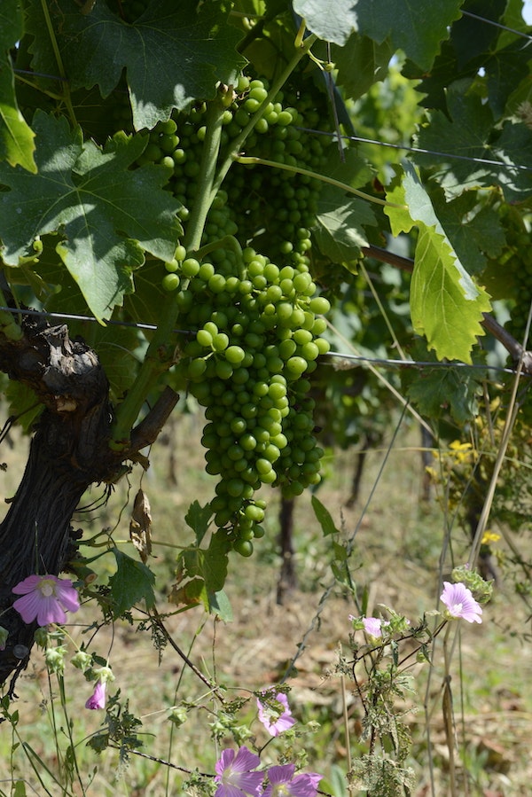 Picture of green grapes