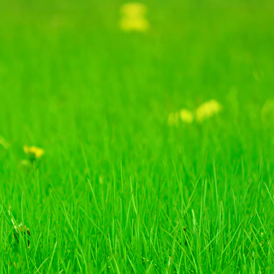game-OMG Kittens-background