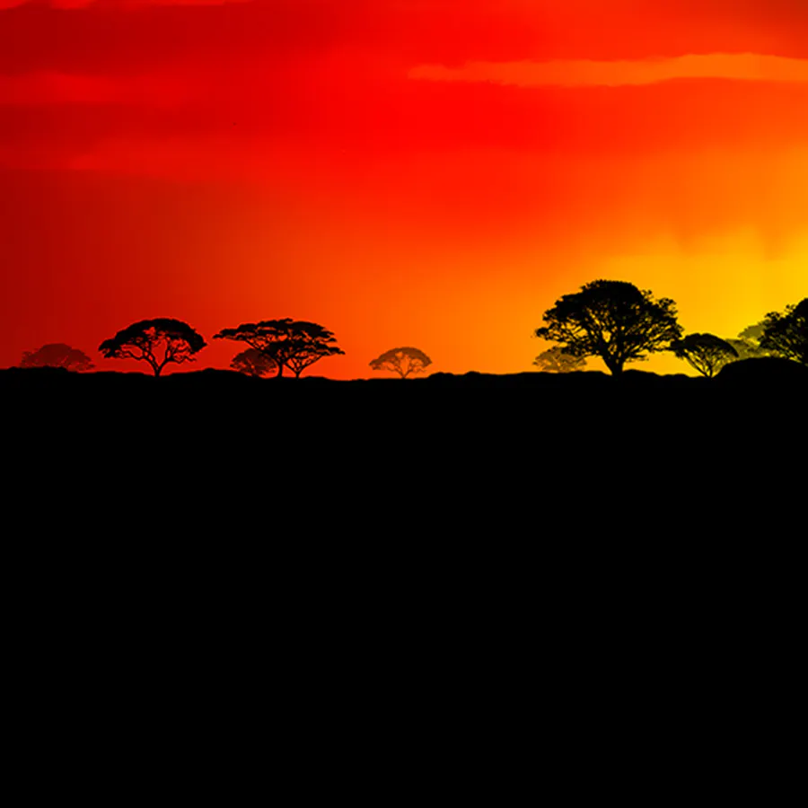 game-The Wild Life-background