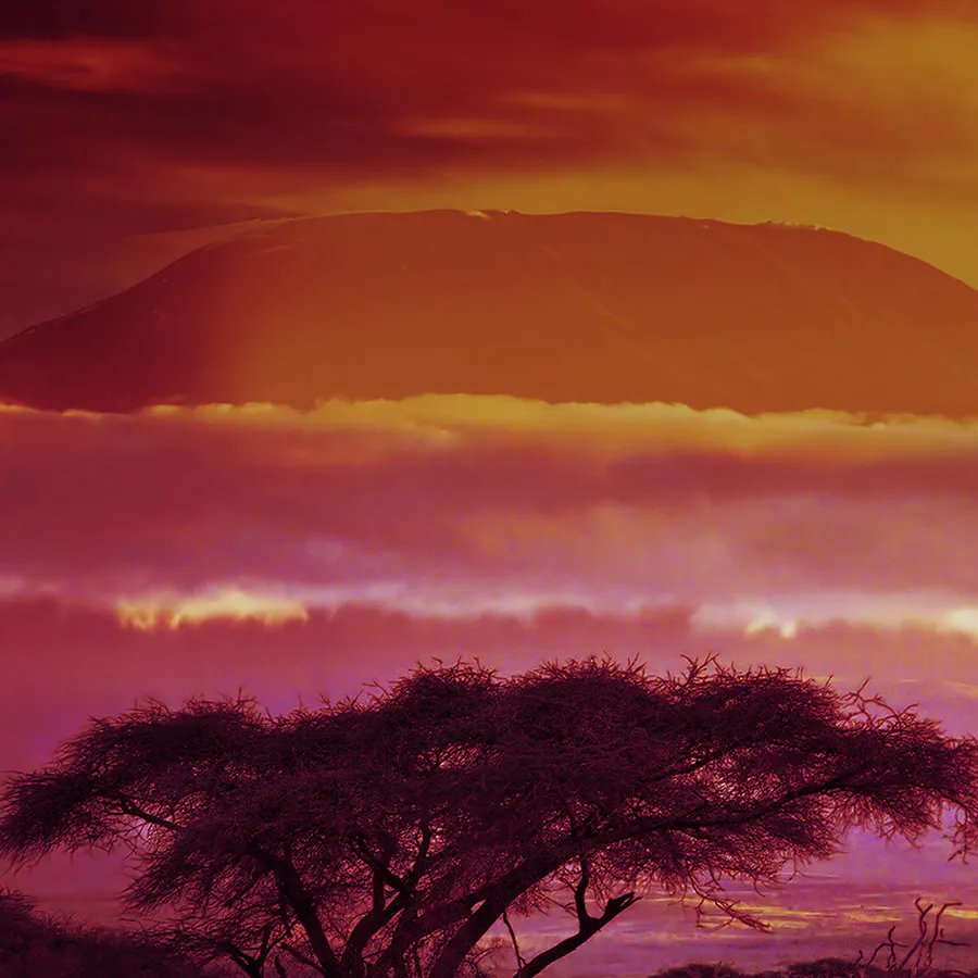 game-Majestic Cats-background