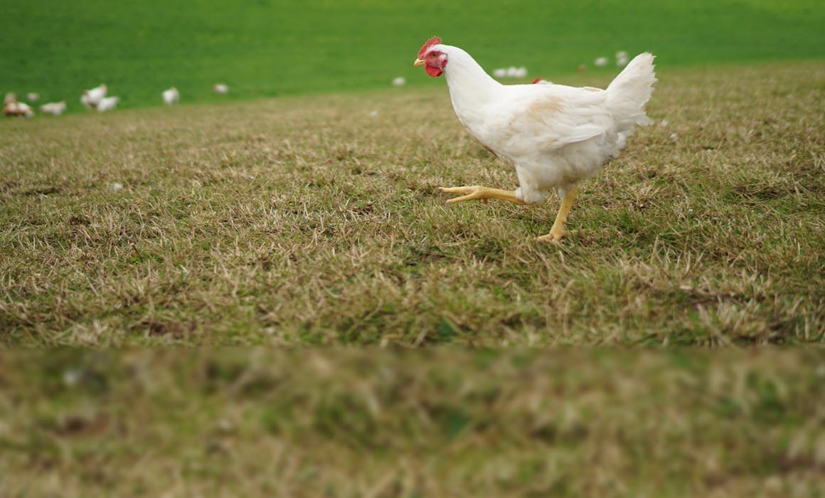 12 delicious ways to use a whole organic chicken