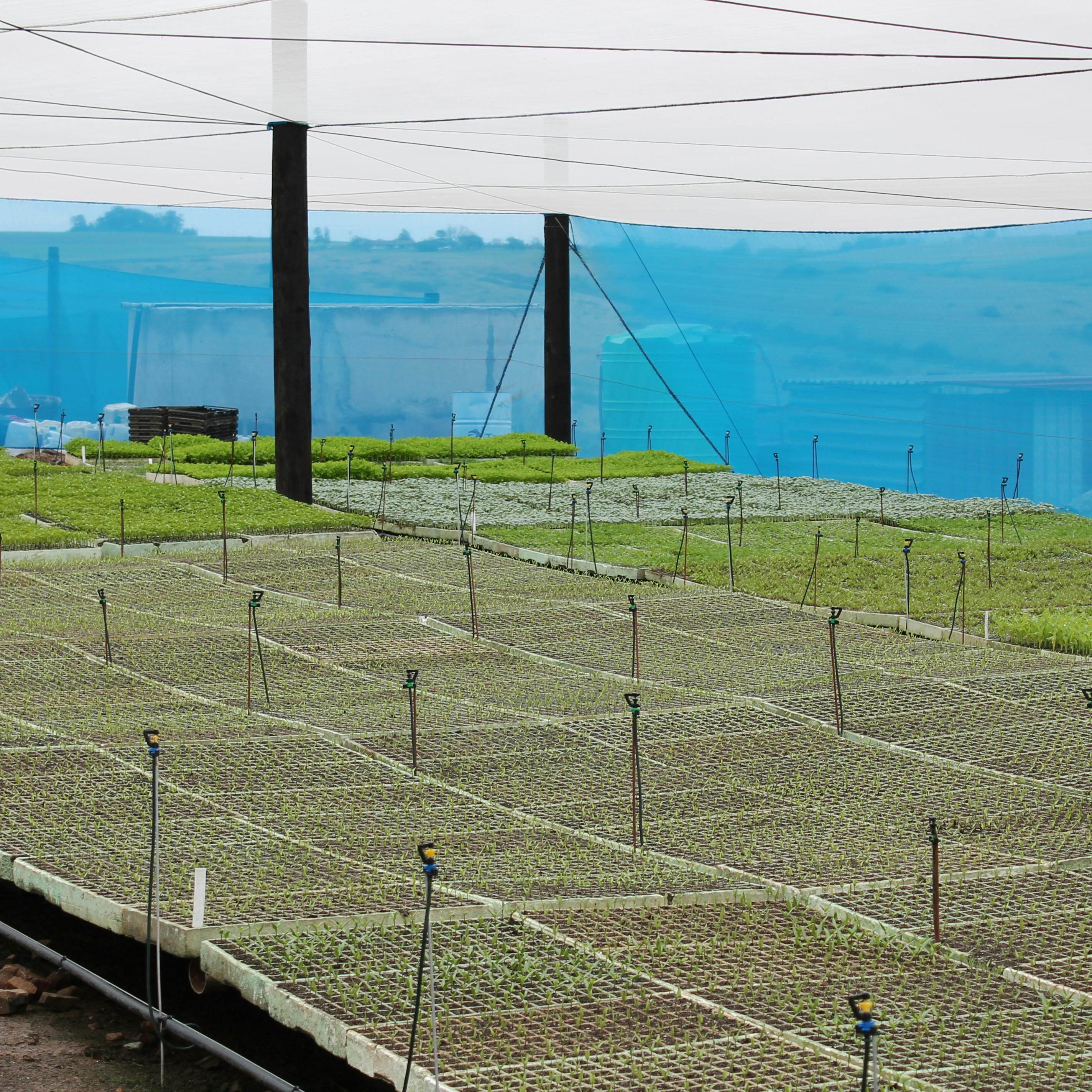 Seedlings in a tunnel