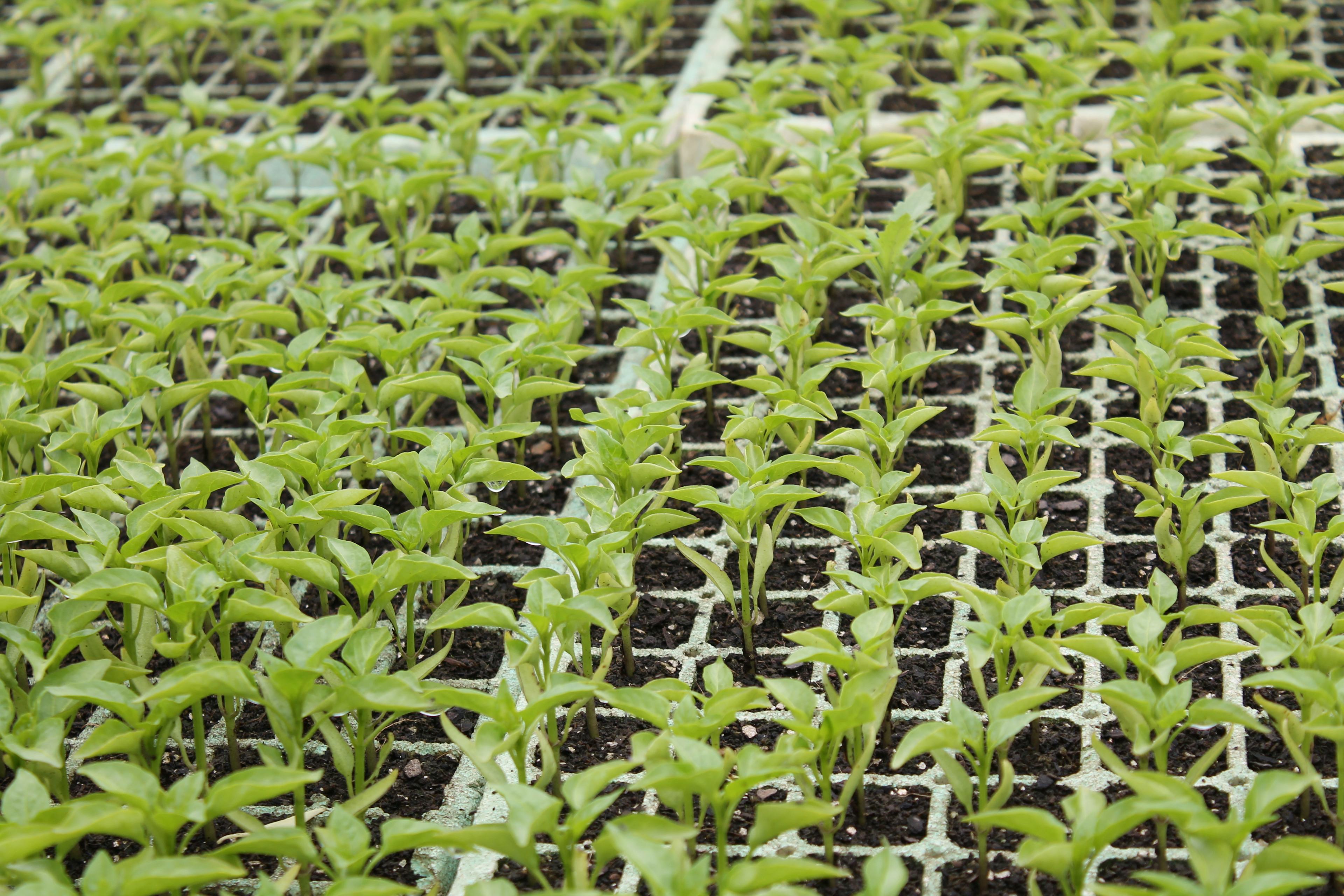 Green Pepper seedlings