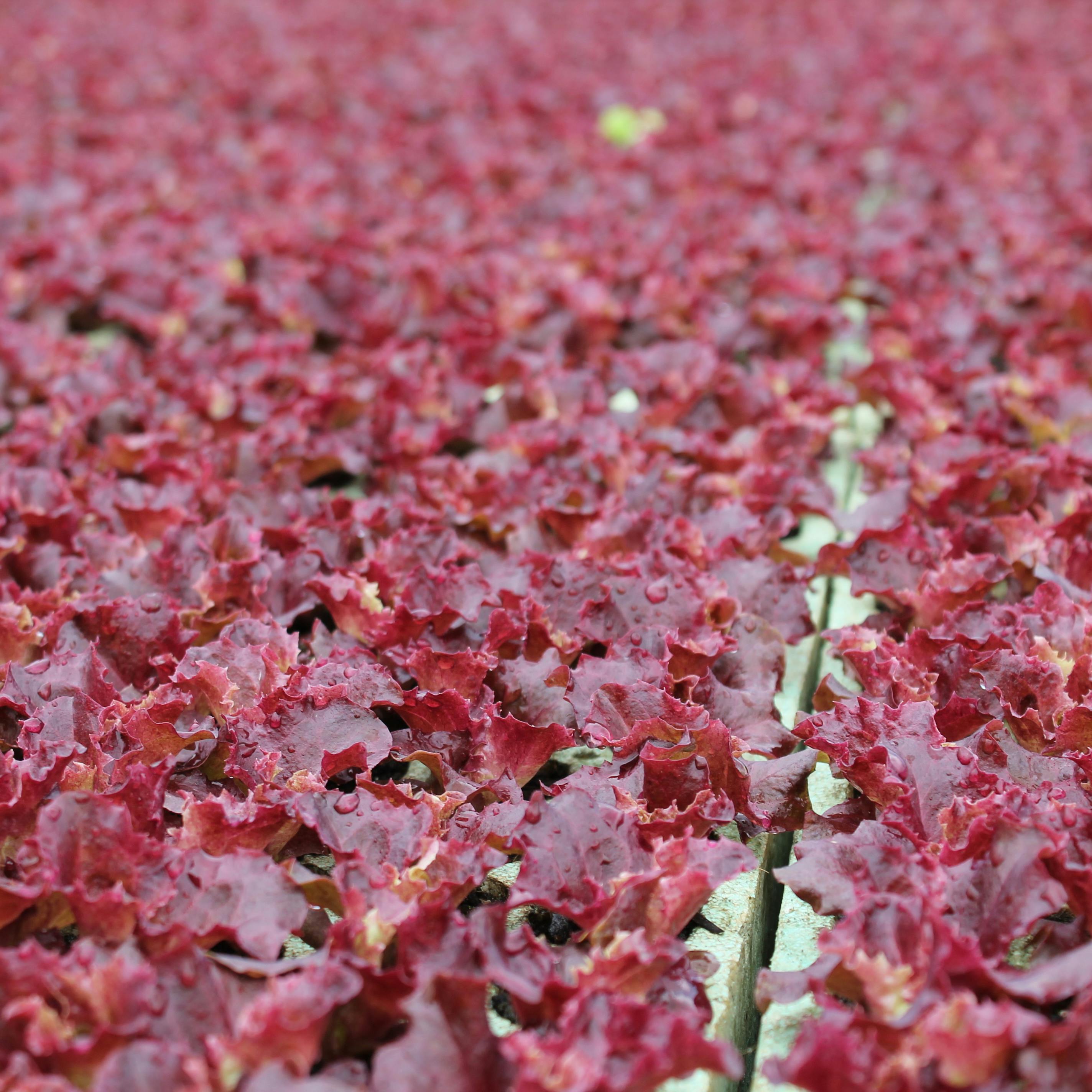 Crisp Lettuce Red