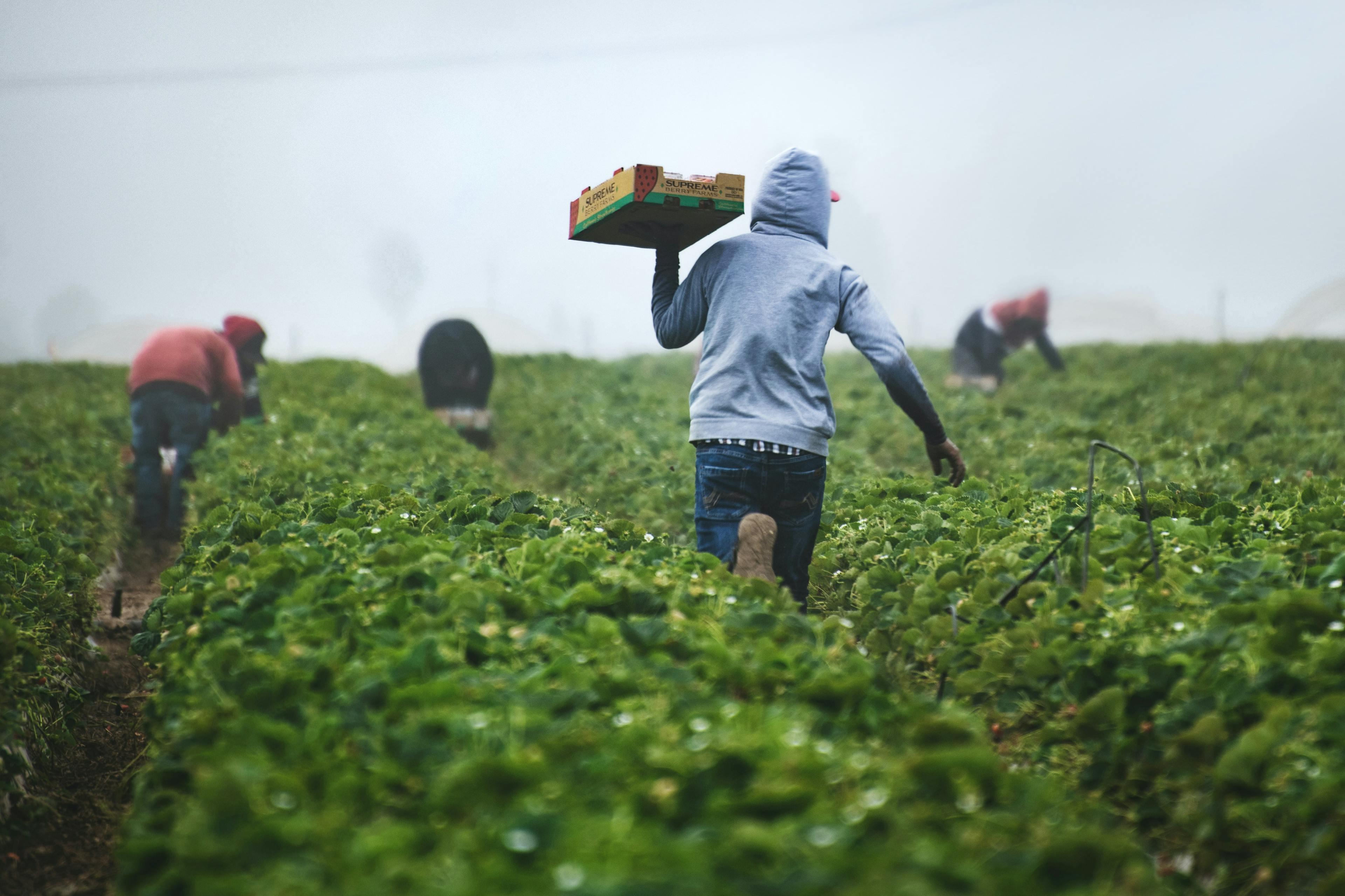 man working in vegetable field