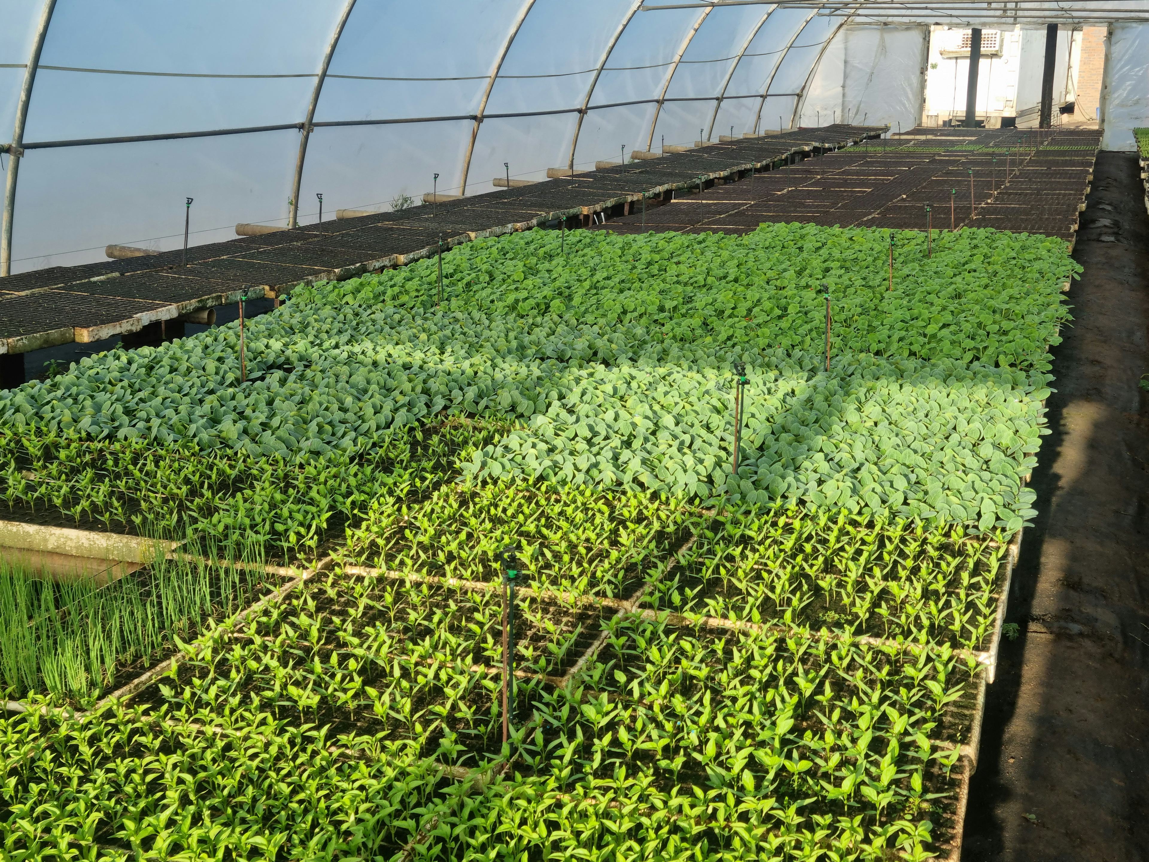 Tunnel with vegetables
