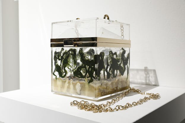 A clear acrylic box with gold accents and a gold chain filled with seaweed and a gelatinous substance.