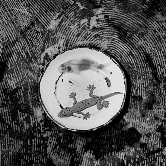 Roger Ballen, Trails, 2003, 2003