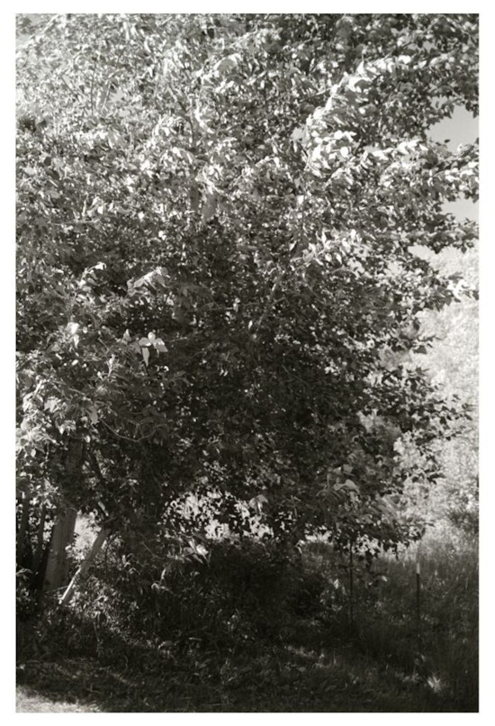 Robert Adams, Pine Valley Oregon, 2003