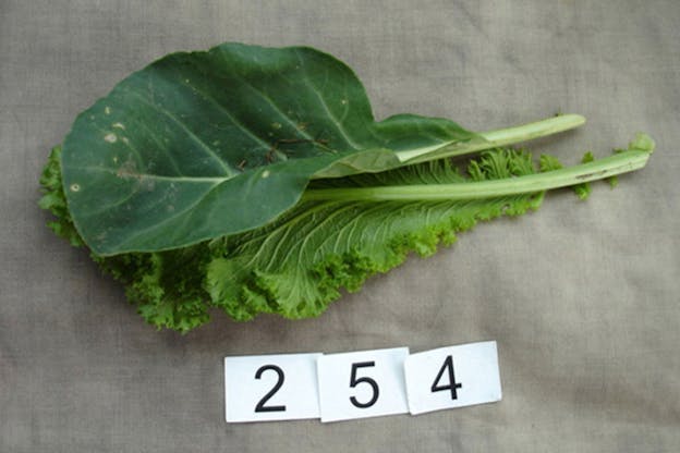 Two pieces of lettuce rest on a grey surface. Three small scraps of paper reading 2, 5, and 4 lay in front of the lettuce.