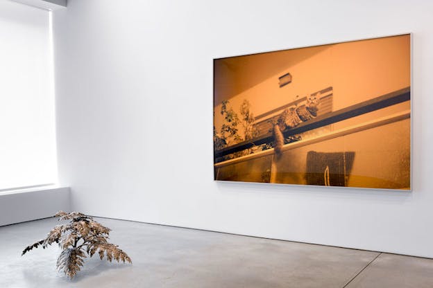 A small bronze leafy sculpture is propped on the floor beside a white wall on which is displayed an orange-hued image of a cat on a railing.