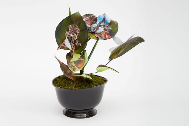 A plant in a black pot has imprinted on its leaves various patterns such as figures, shoes and tiger fur.