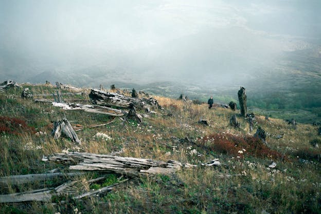 A performance still of a grassy terrain covered by the stumps and remains of light grey trees. Around this, there are numerous small white flowers and red bushes. A person can be seen in the distance, traversing this terrain. 